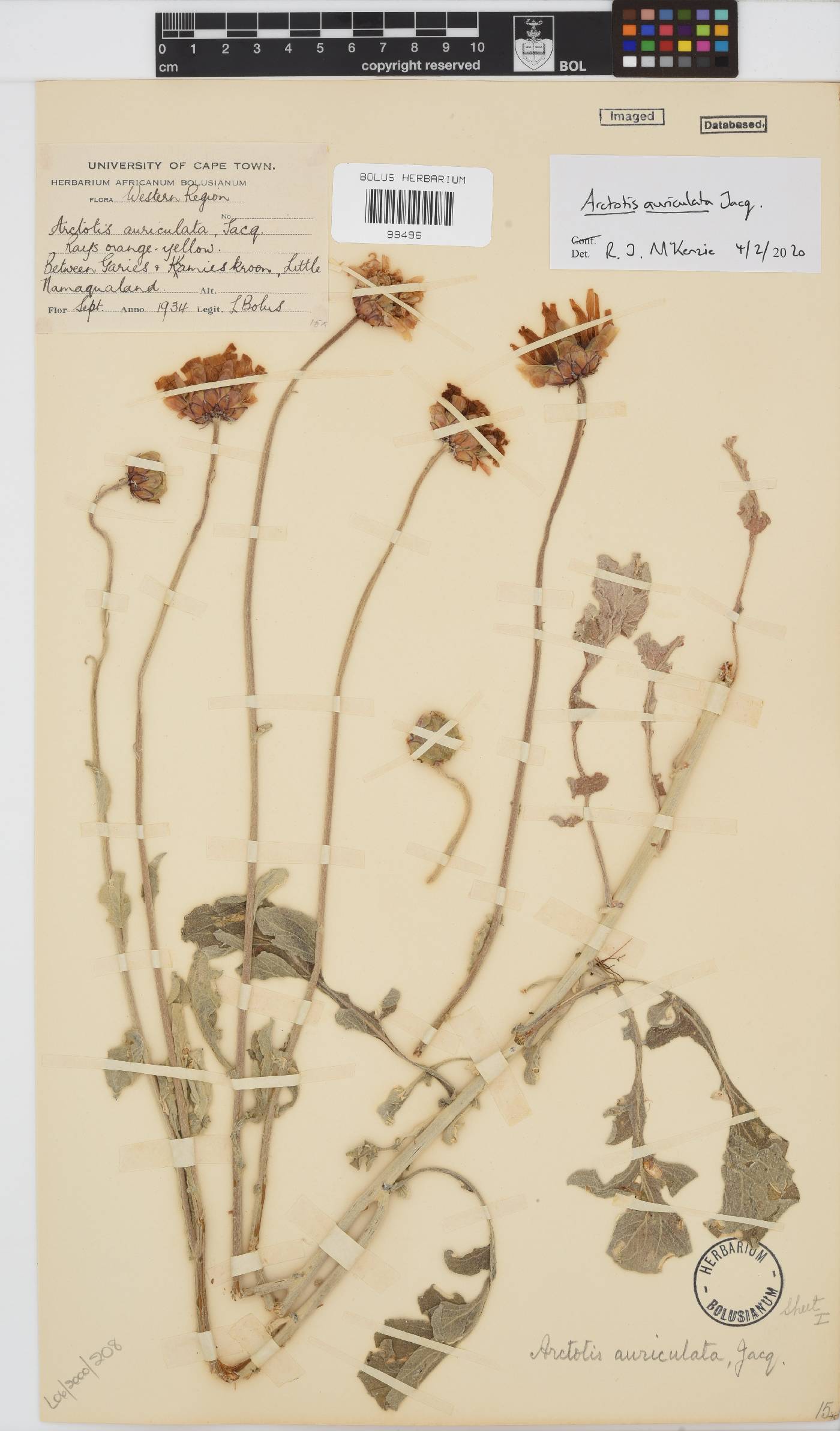 Arctotis auriculata image