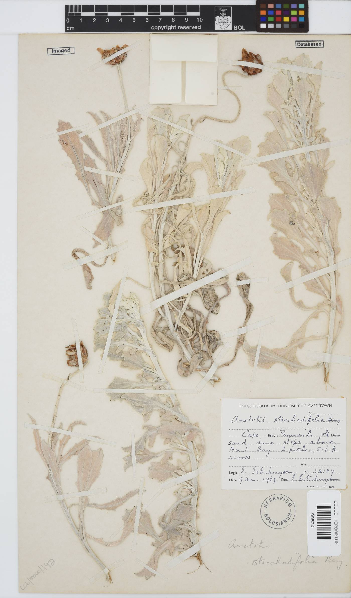 Arctotis stoechadifolia image