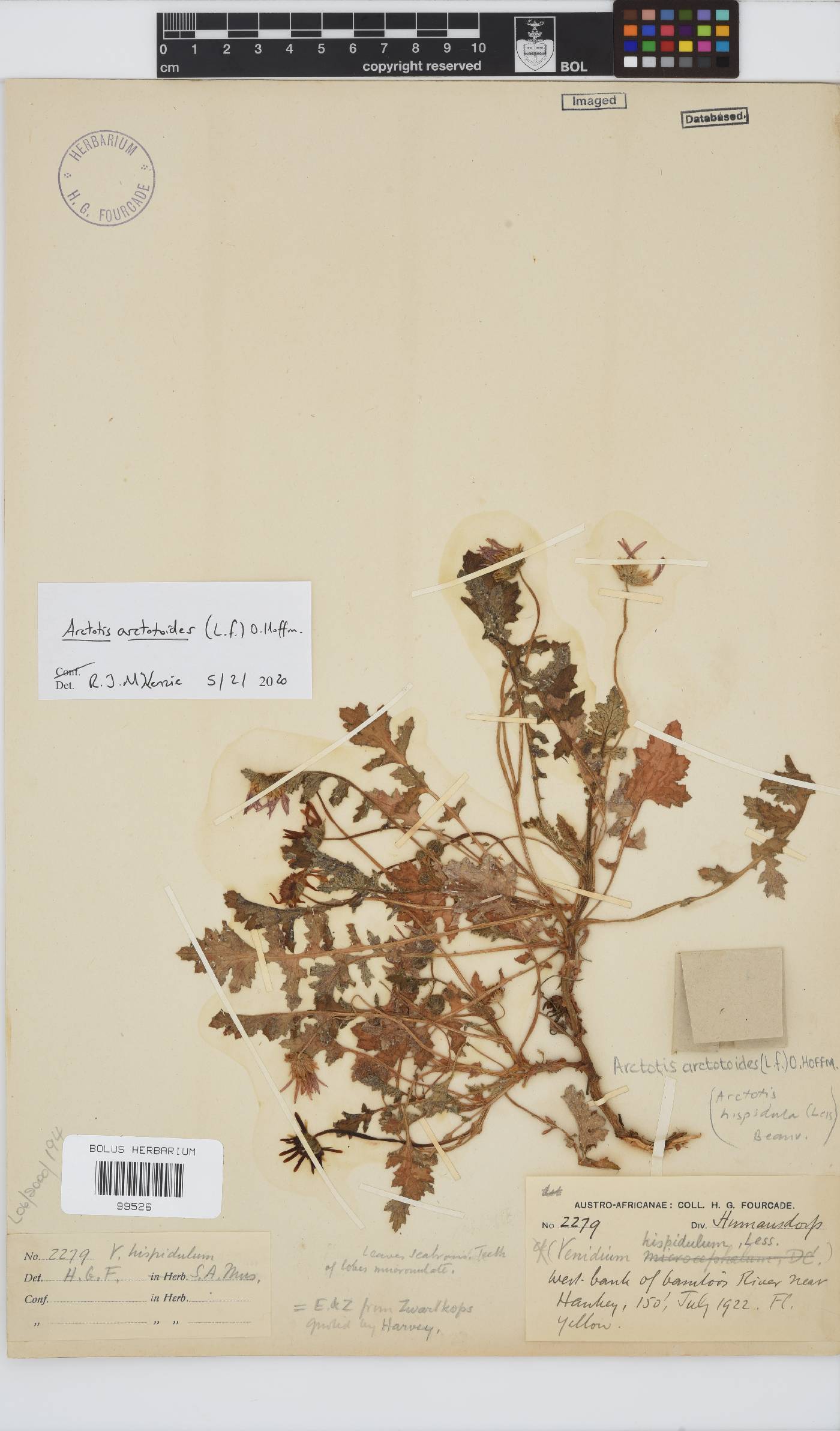 Arctotis hispidula image