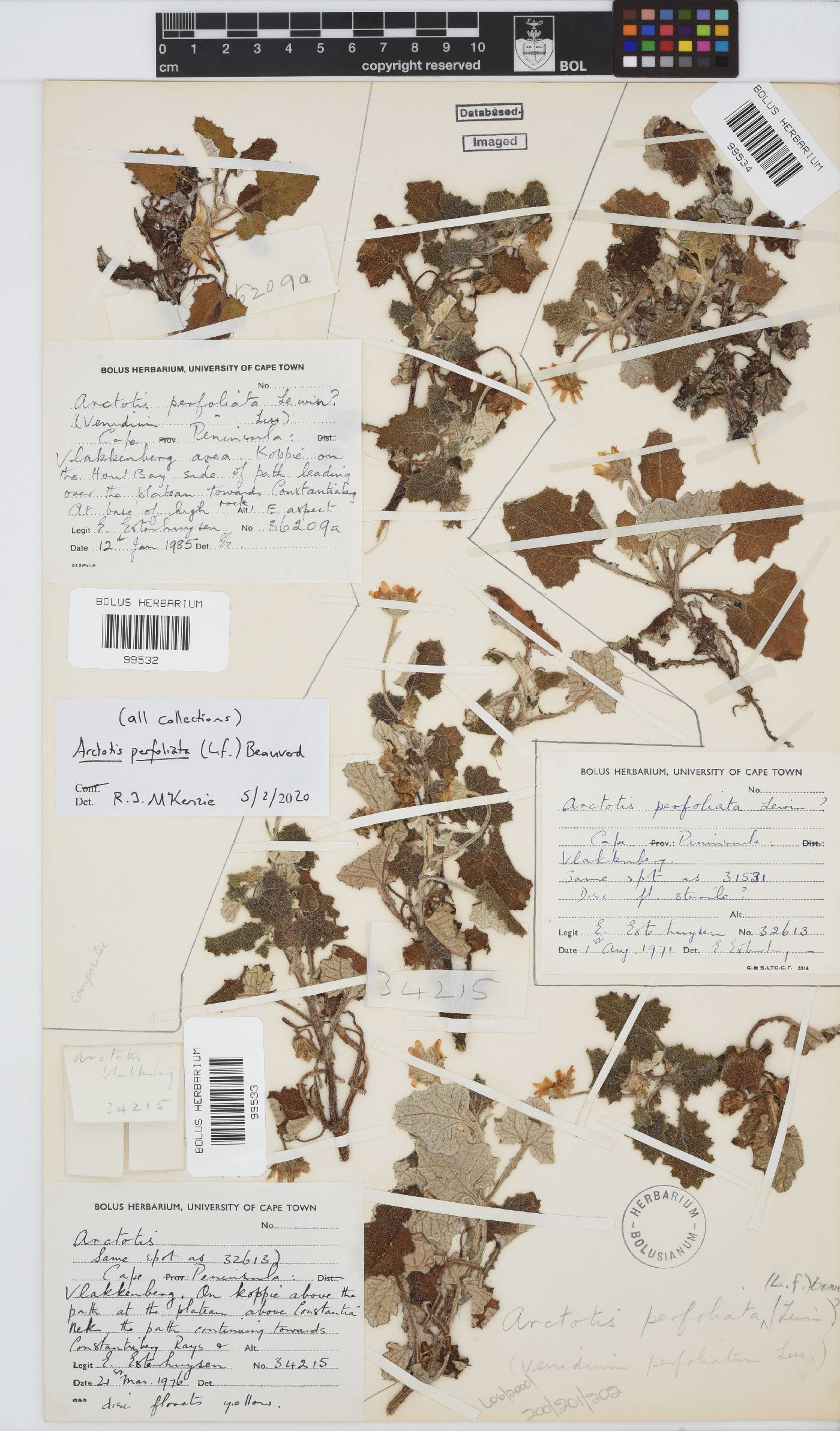 Arctotis perfoliata image