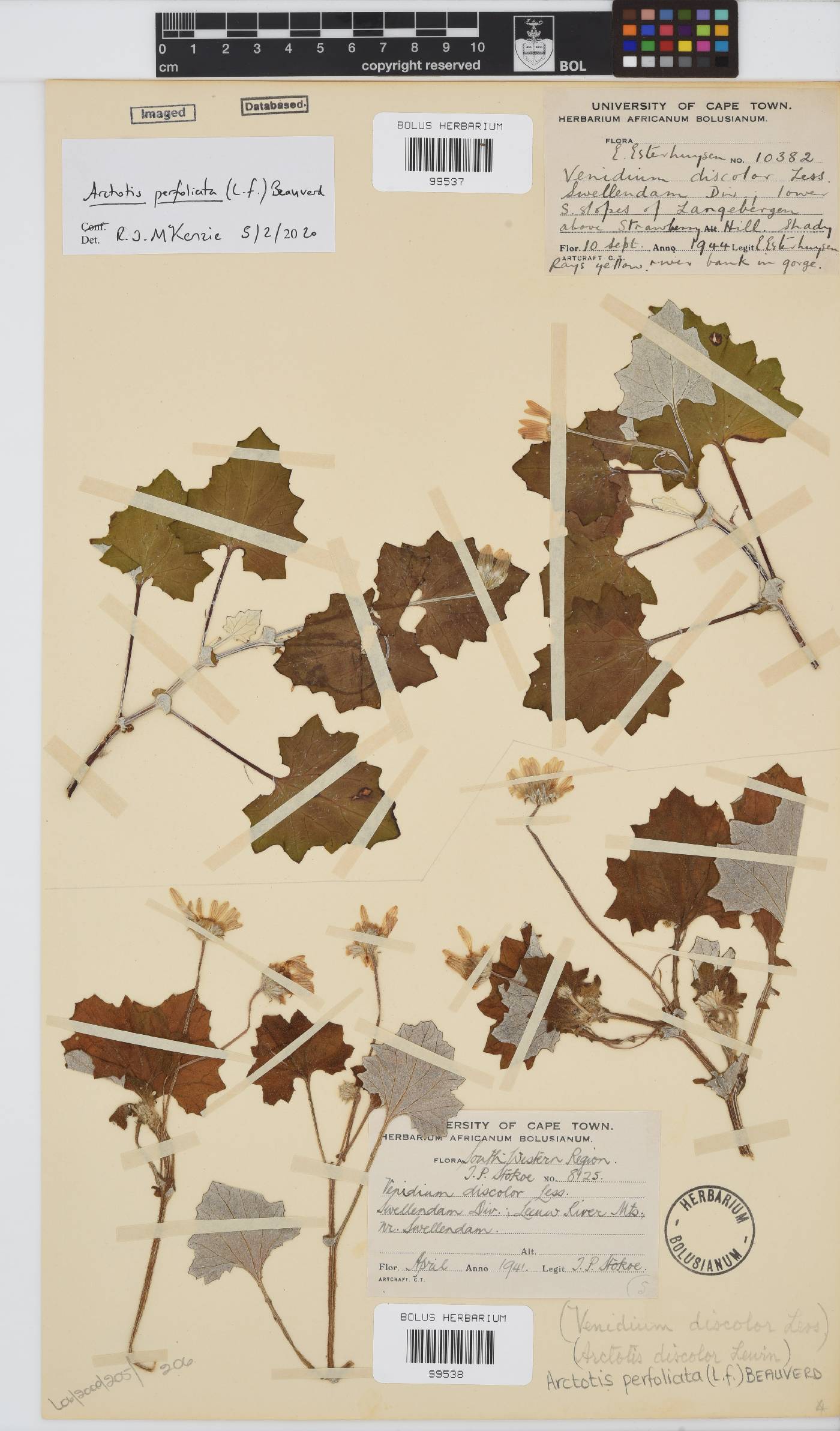 Arctotis discolor image