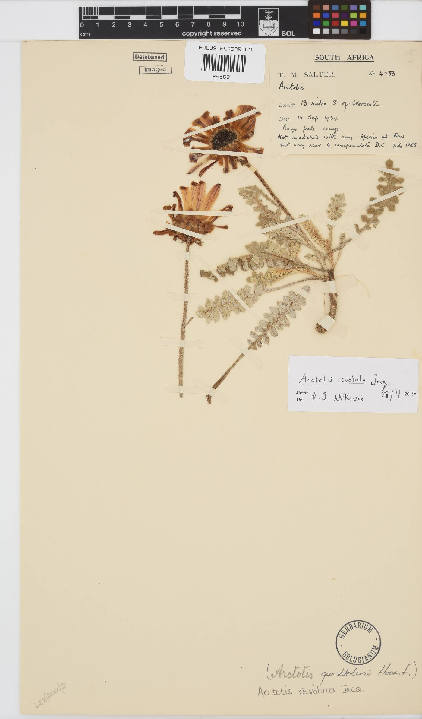 Arctotis revoluta image