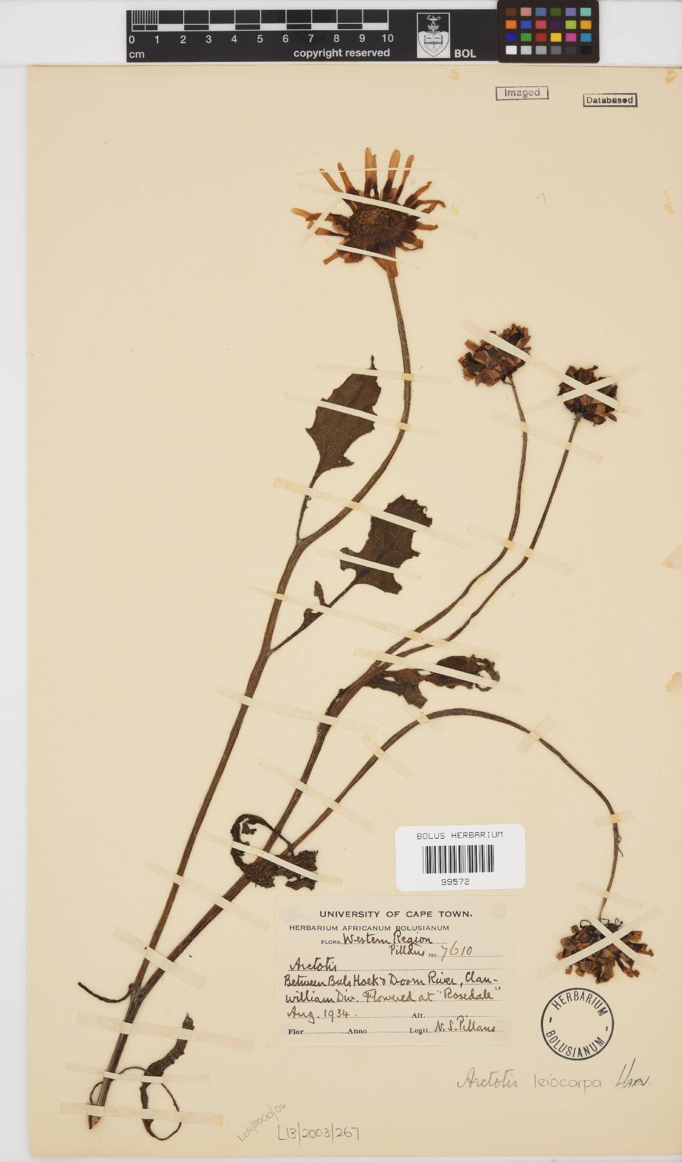 Arctotis leiocarpa image