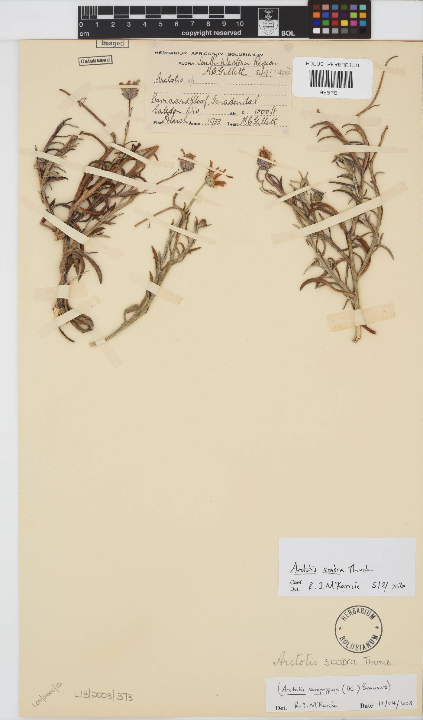 Arctotis scabra image