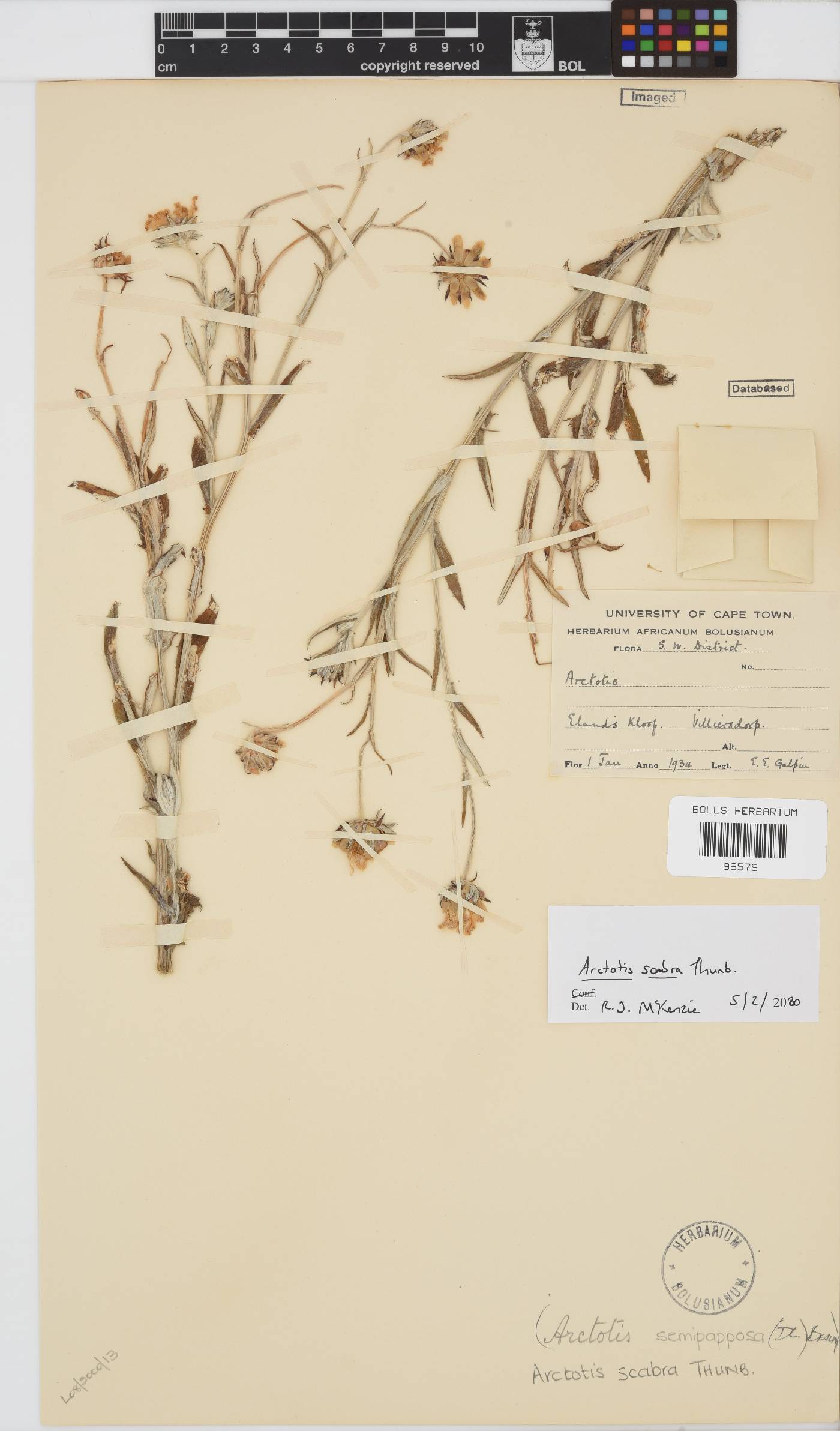 Arctotis scabra image