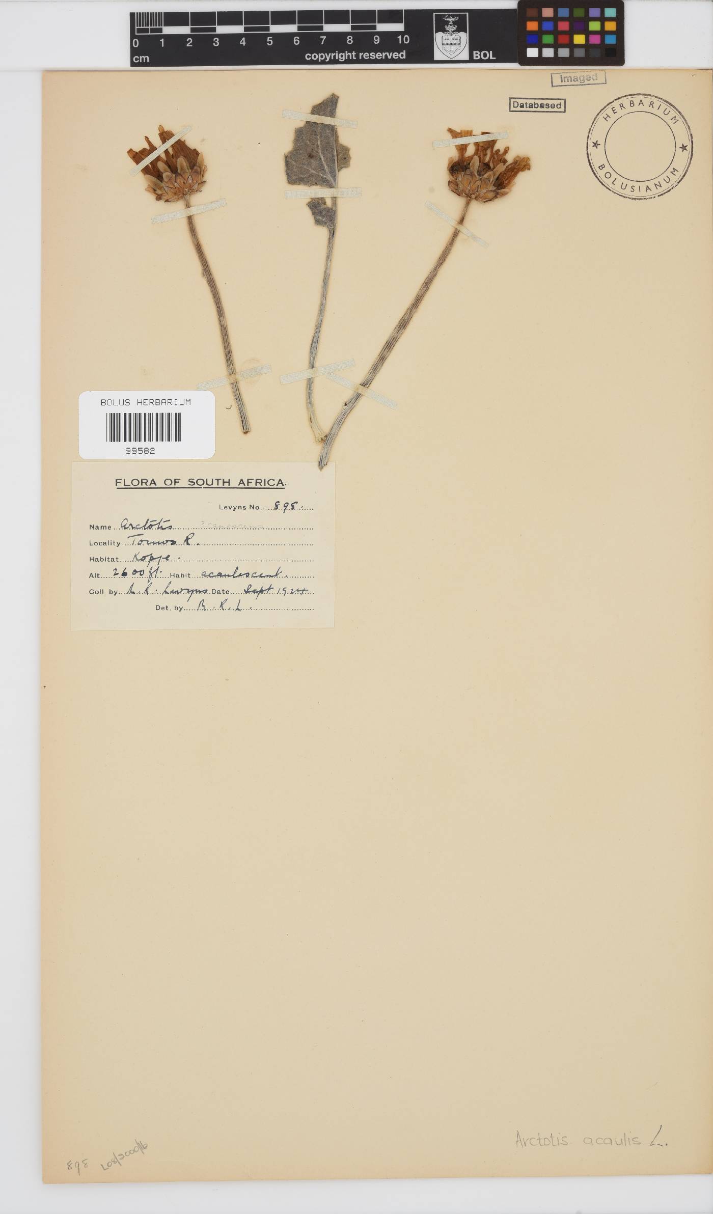 Arctotis acaulis image