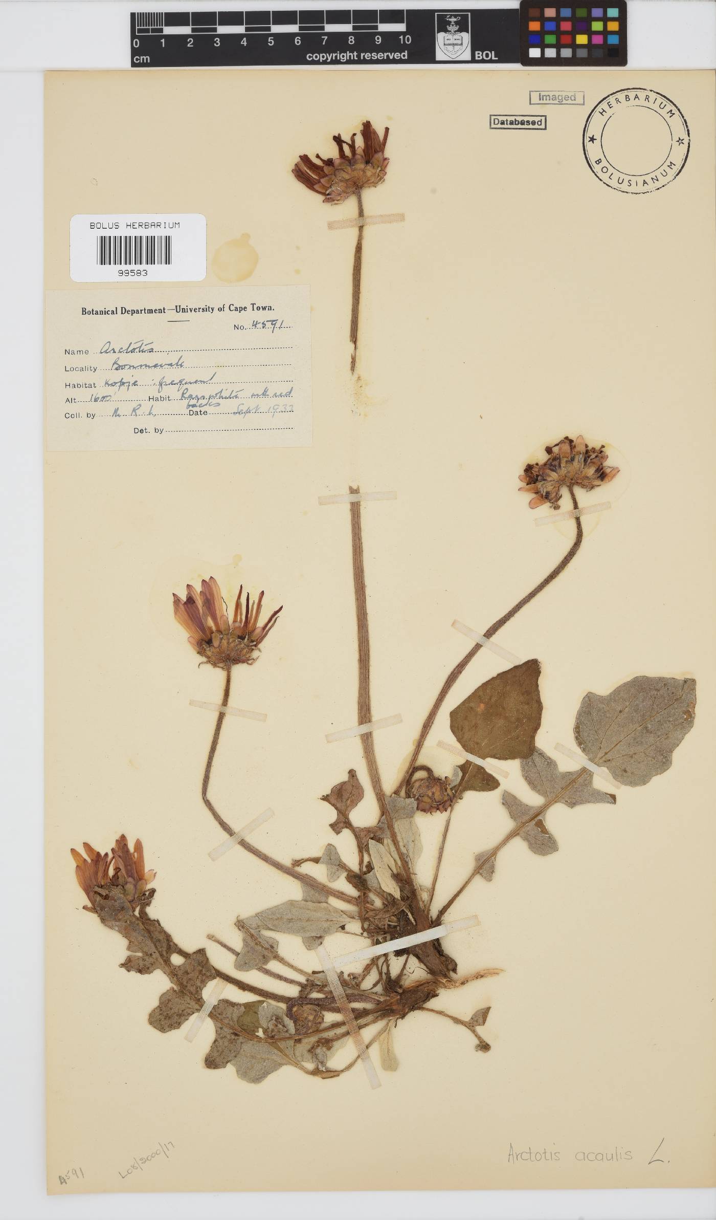 Arctotis acaulis image