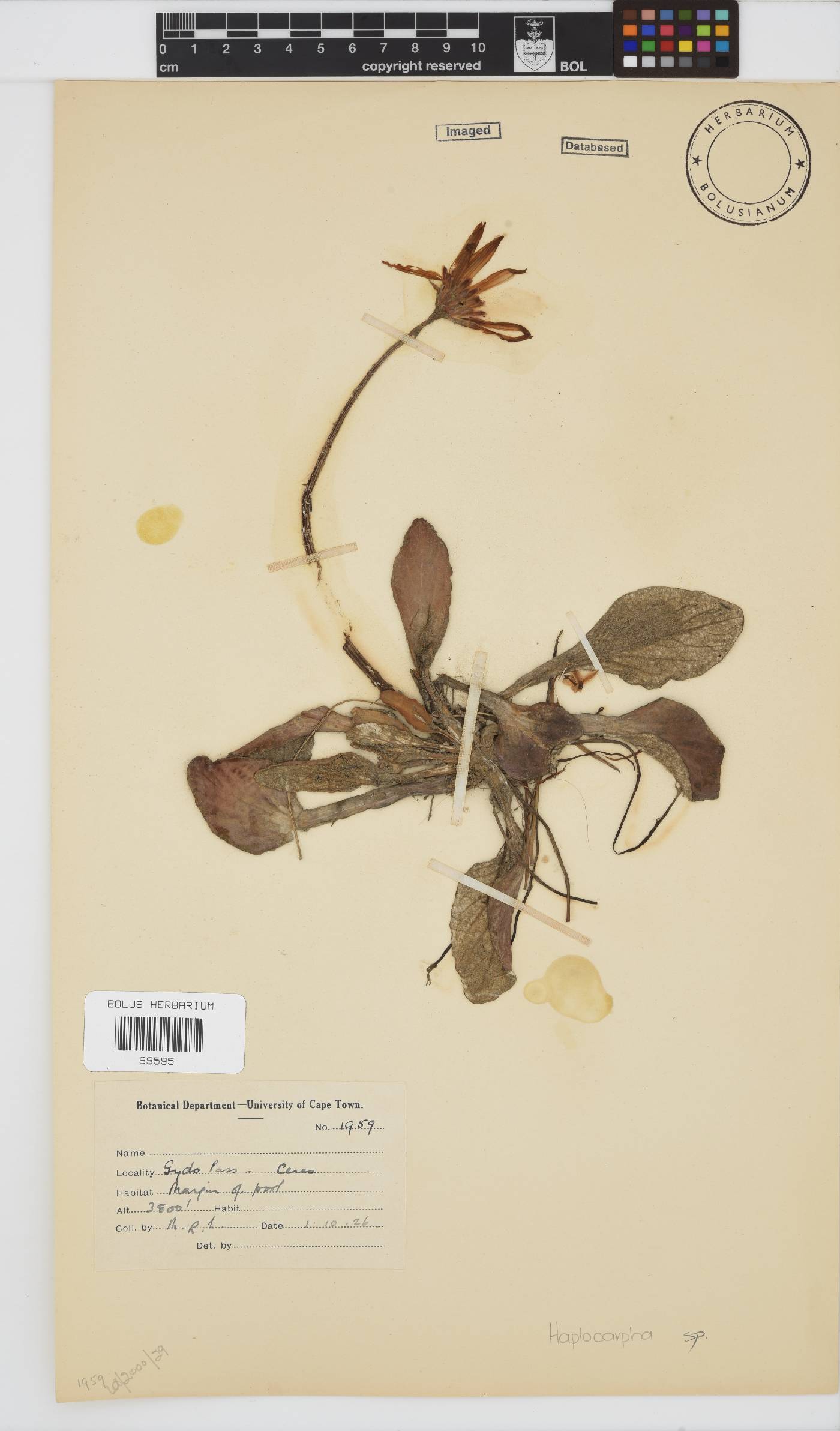 Haplocarpha image