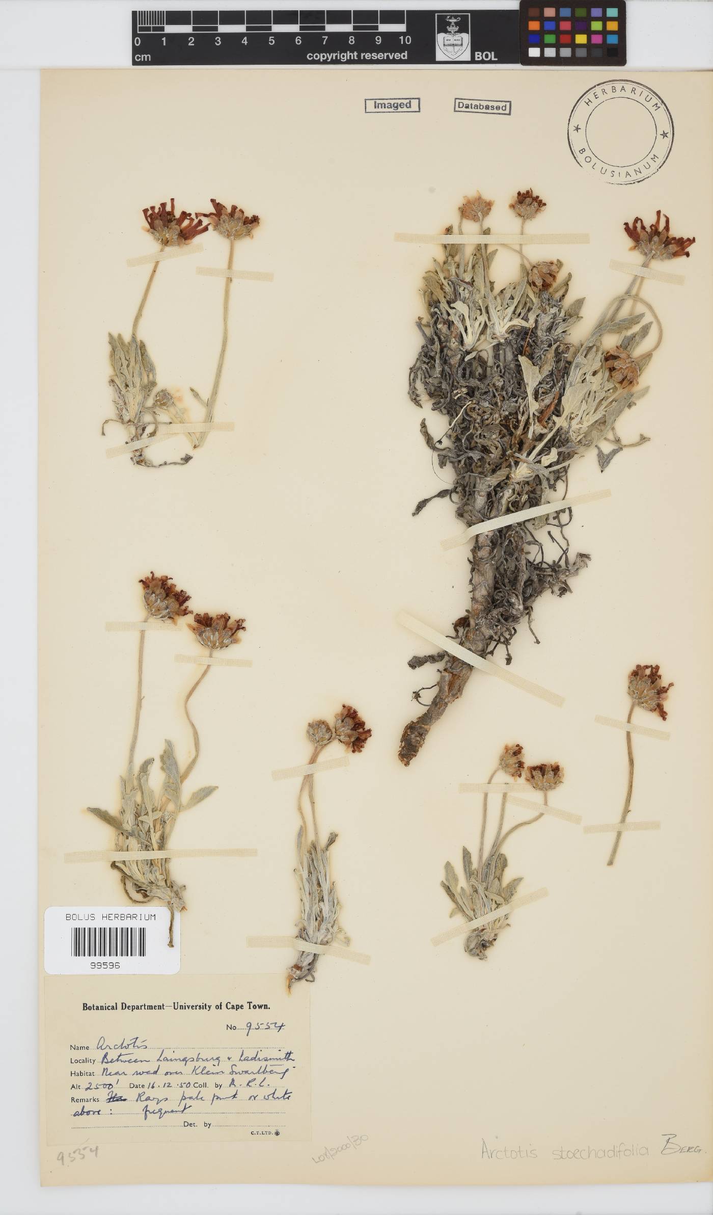 Arctotis stoechadifolia image