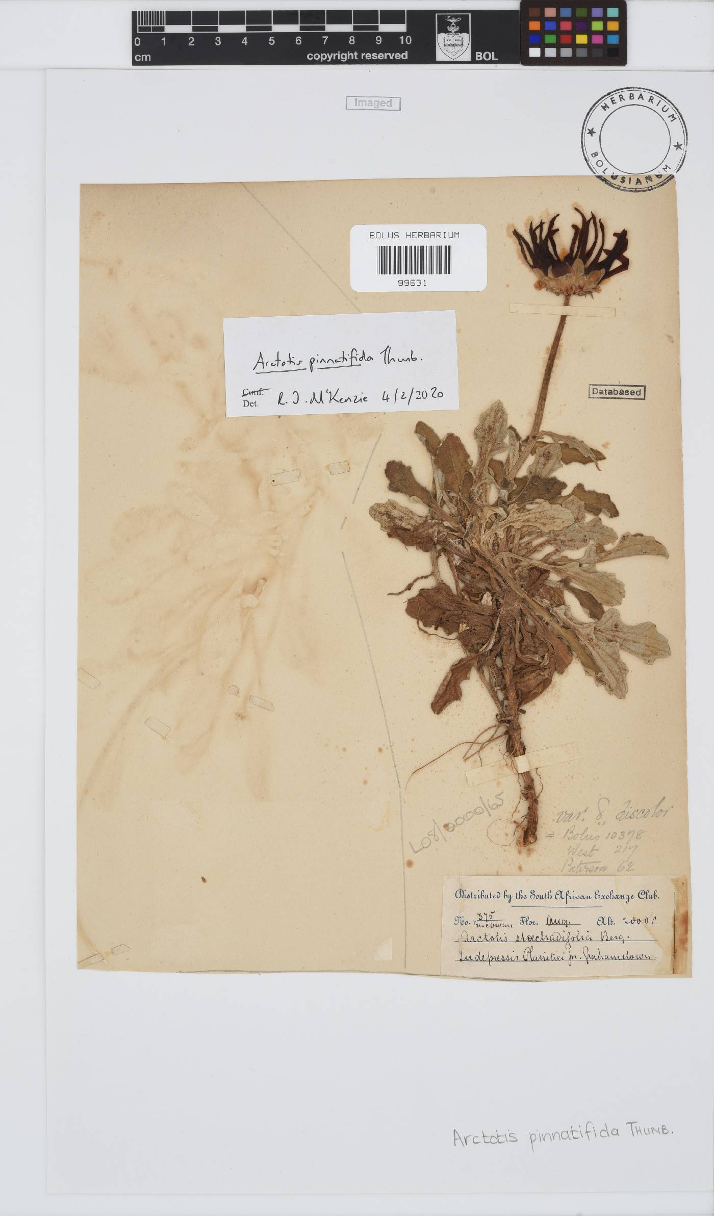 Arctotis pinnatifida image