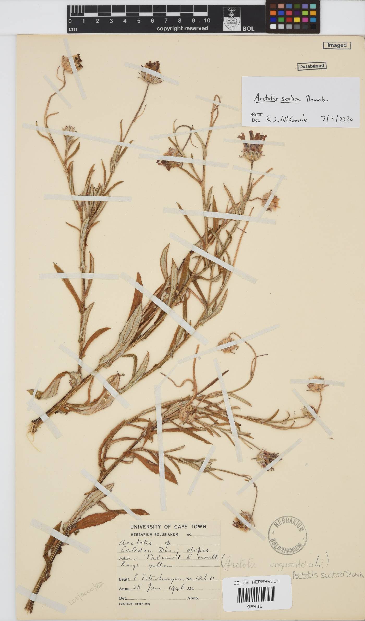 Arctotis scabra image