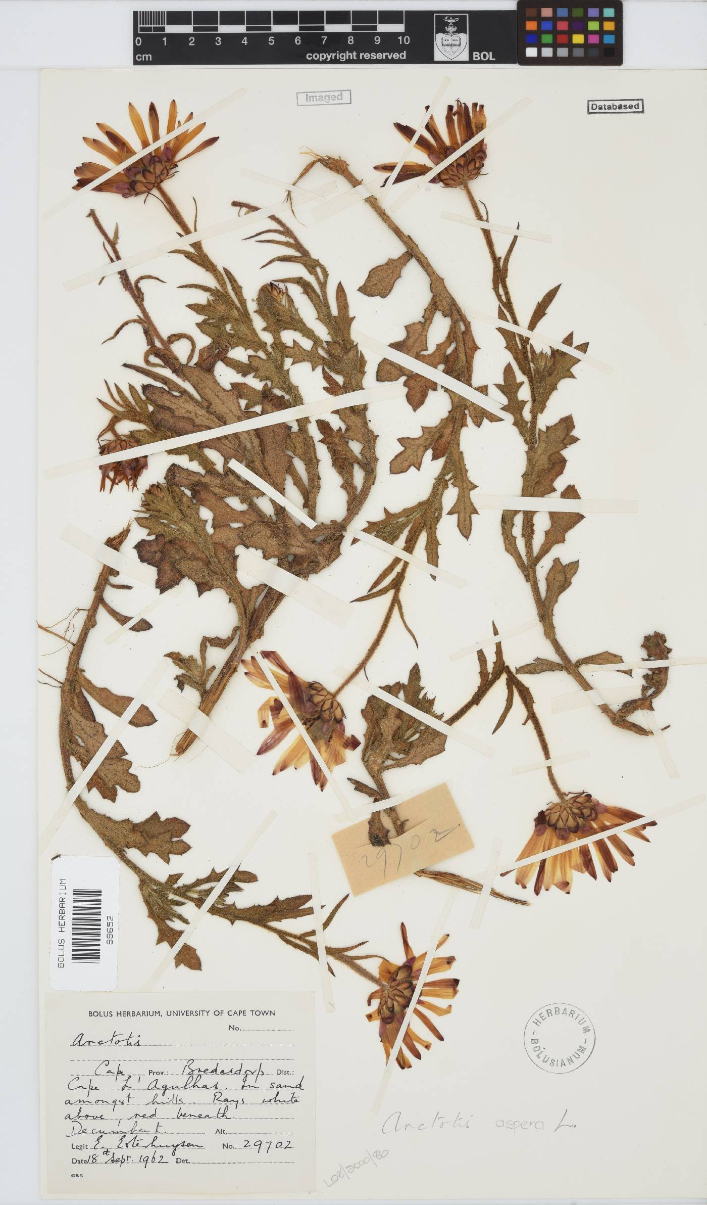 Arctotis aspera image