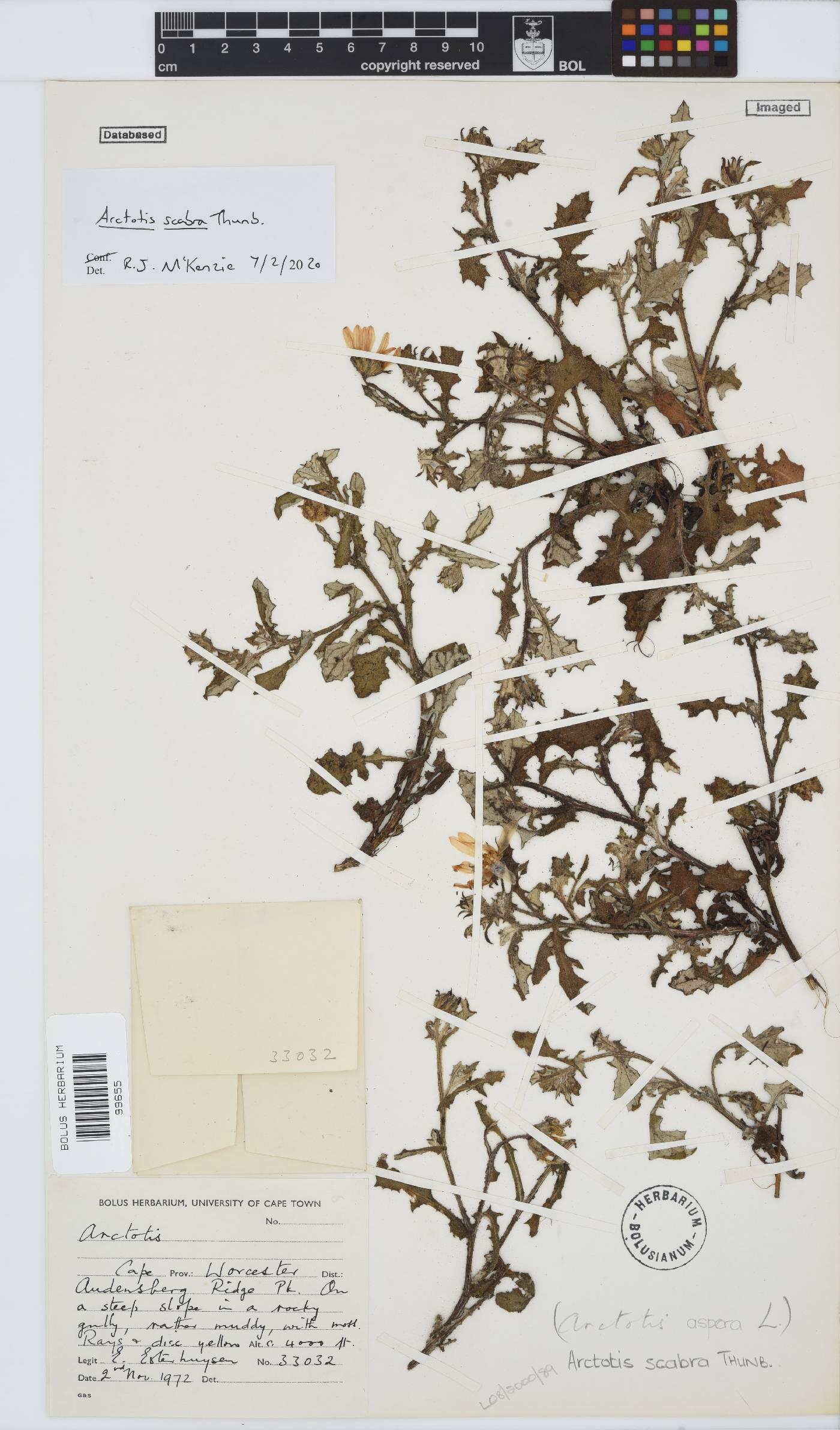 Arctotis scabra image