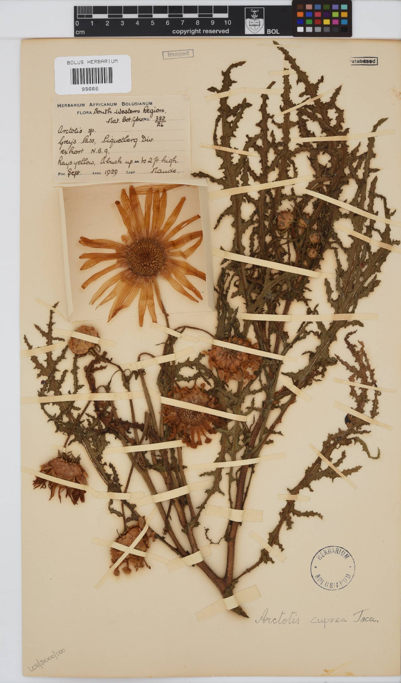 Arctotis laciniata image