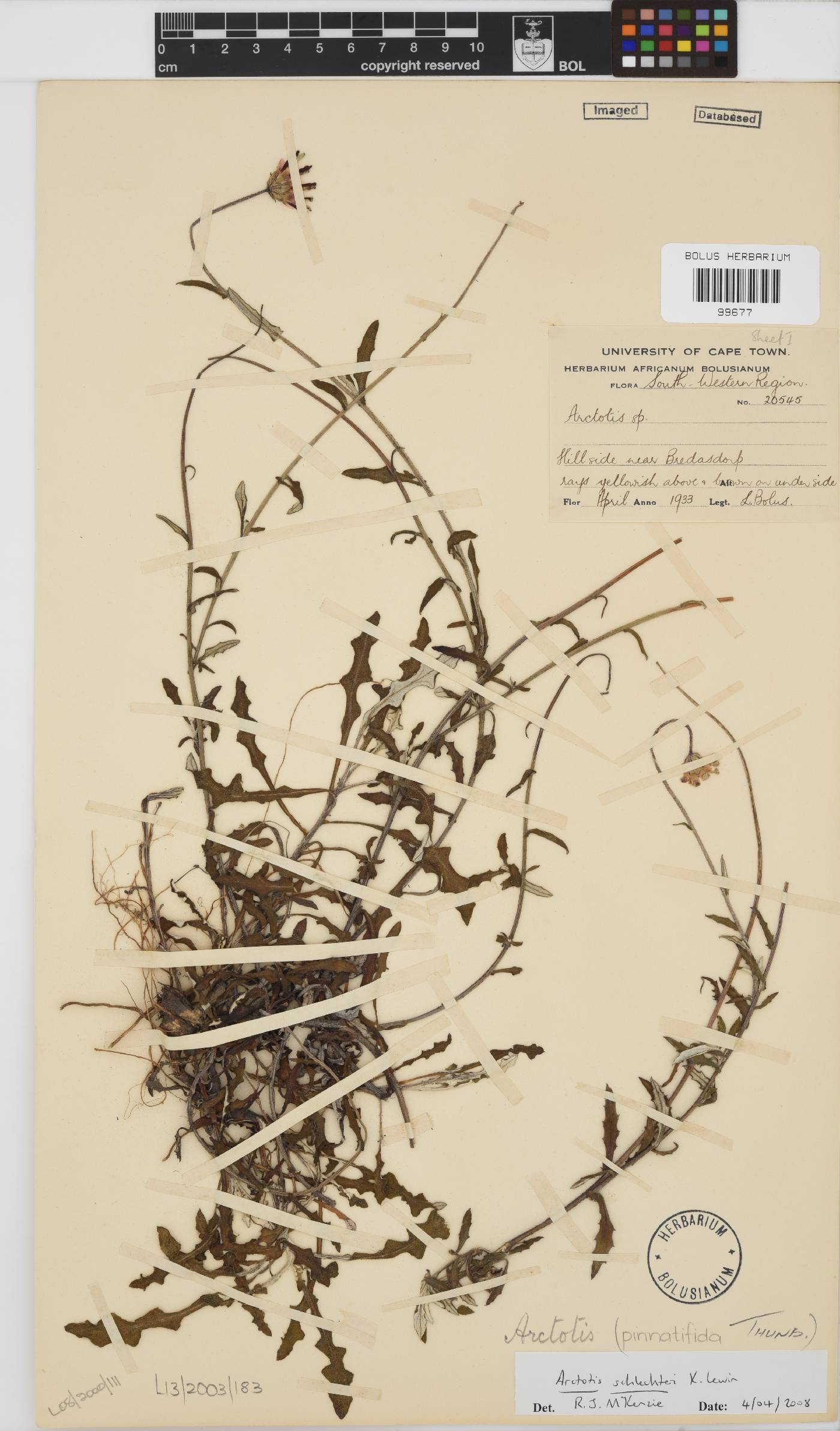 Arctotis schlechteri image