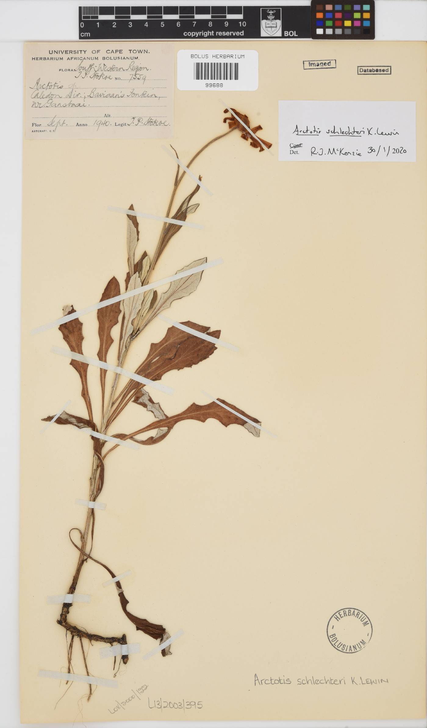 Arctotis schlechteri image