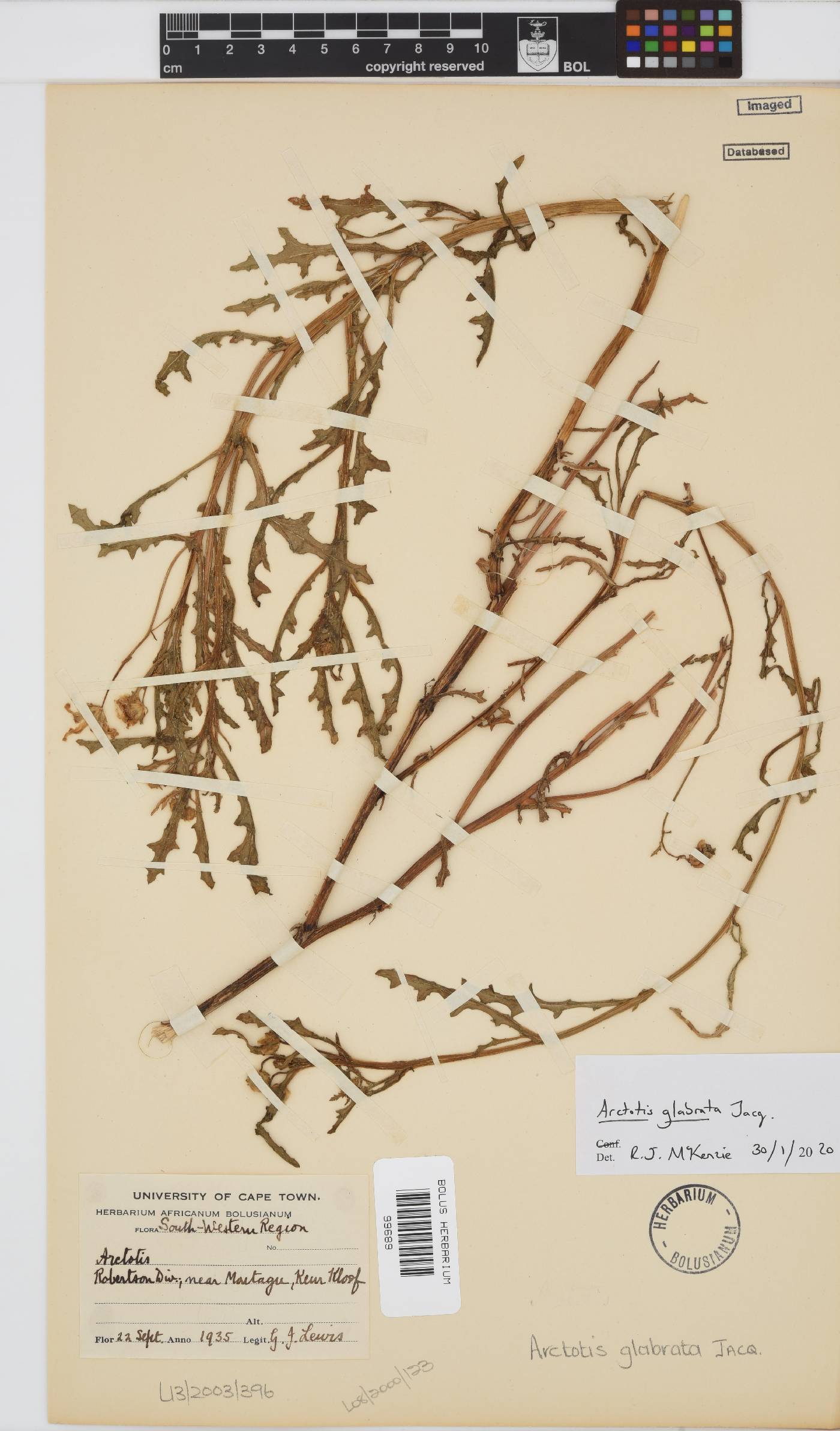 Arctotis glabrata image