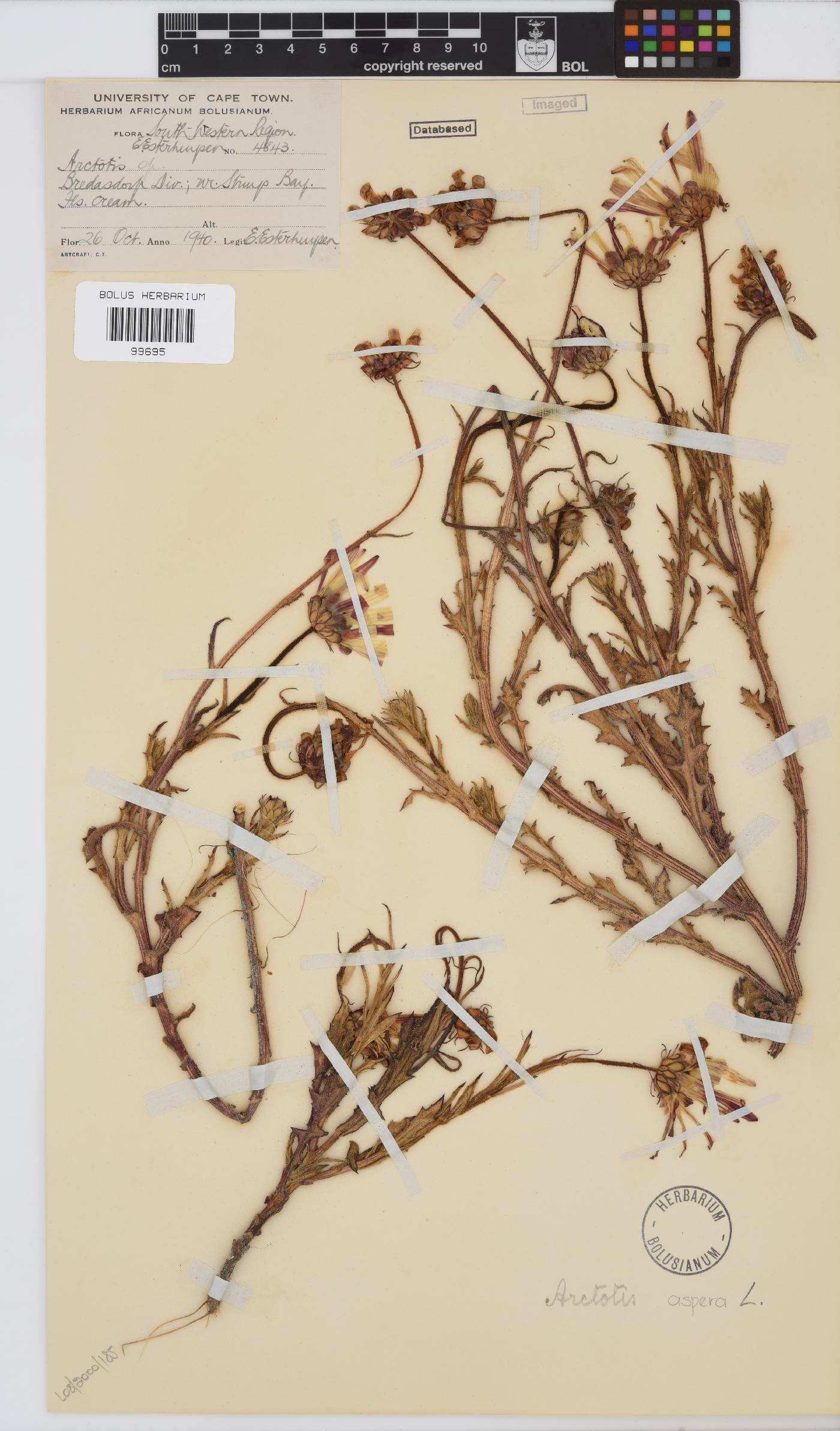Arctotis aspera image