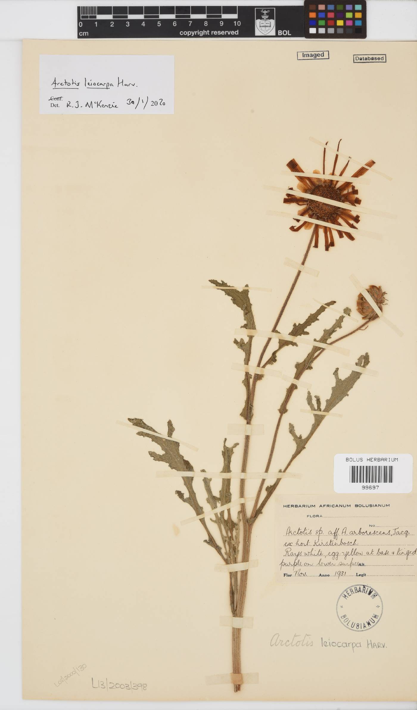 Arctotis leiocarpa image