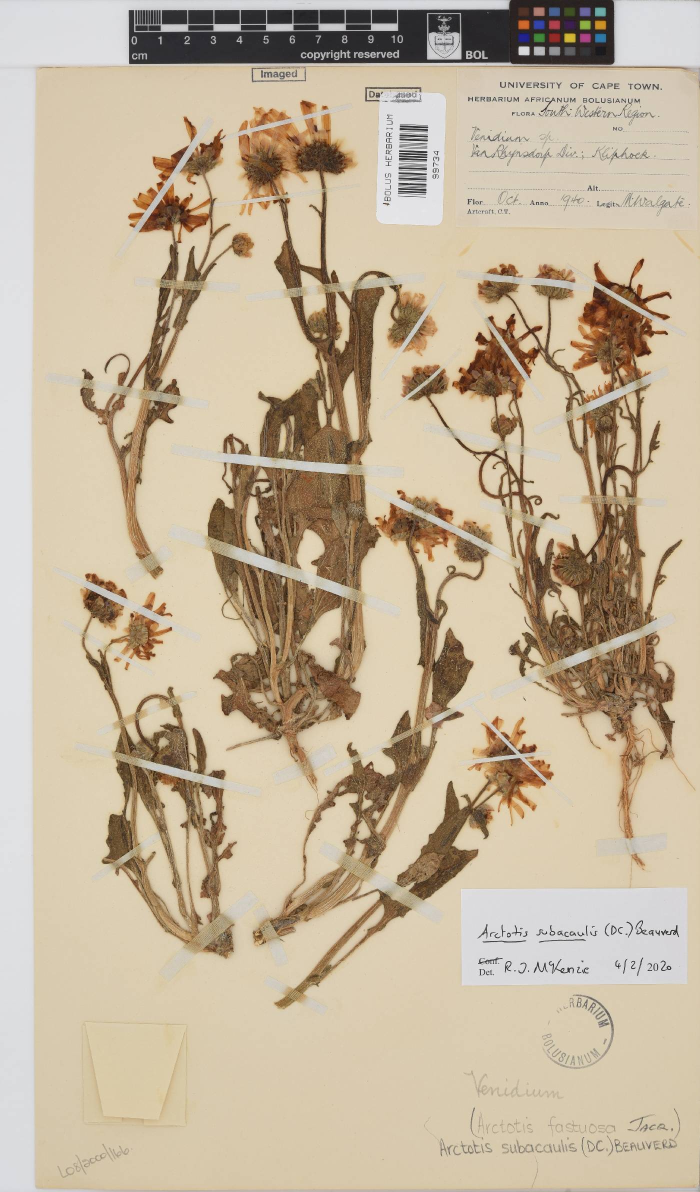 Arctotis fastuosa image