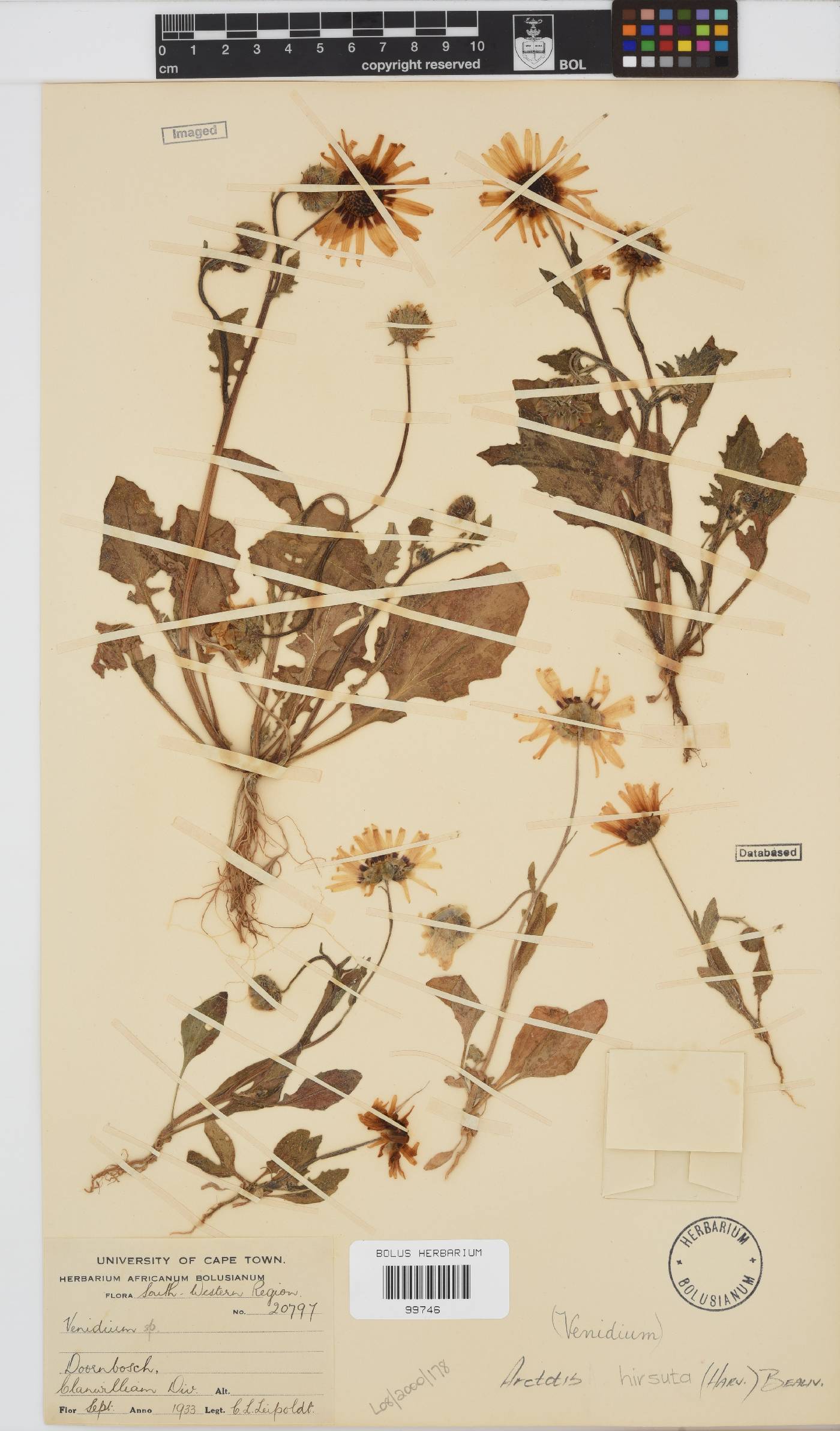 Arctotis hirsuta image