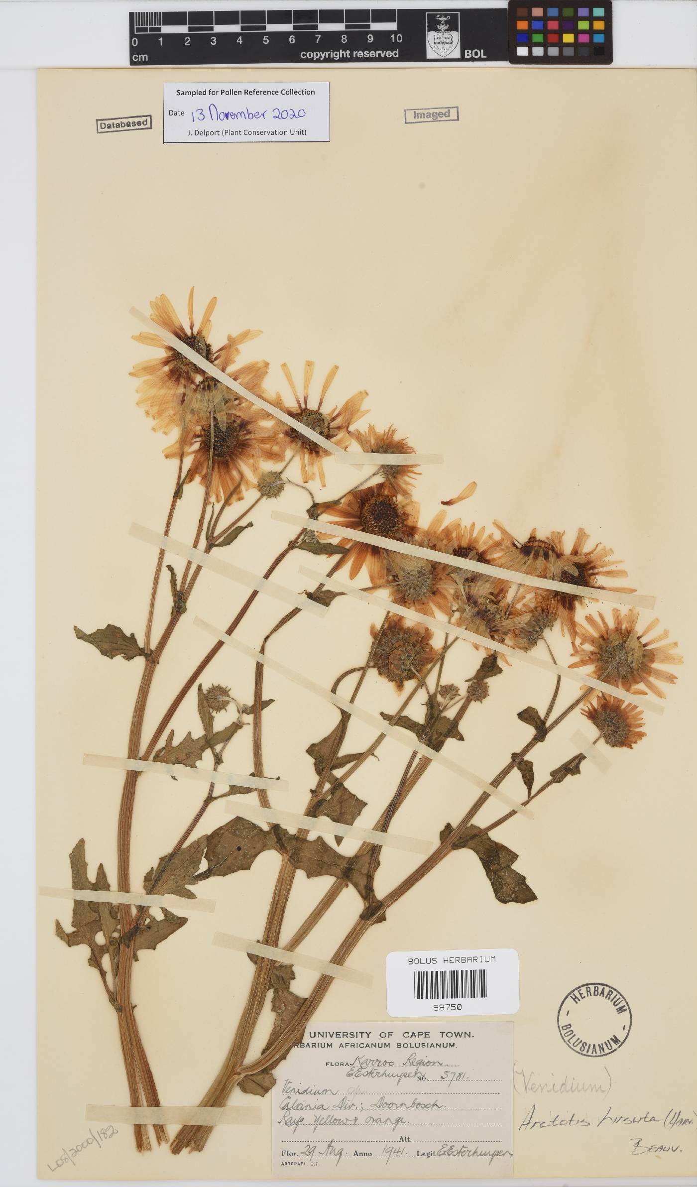 Arctotis hirsuta image