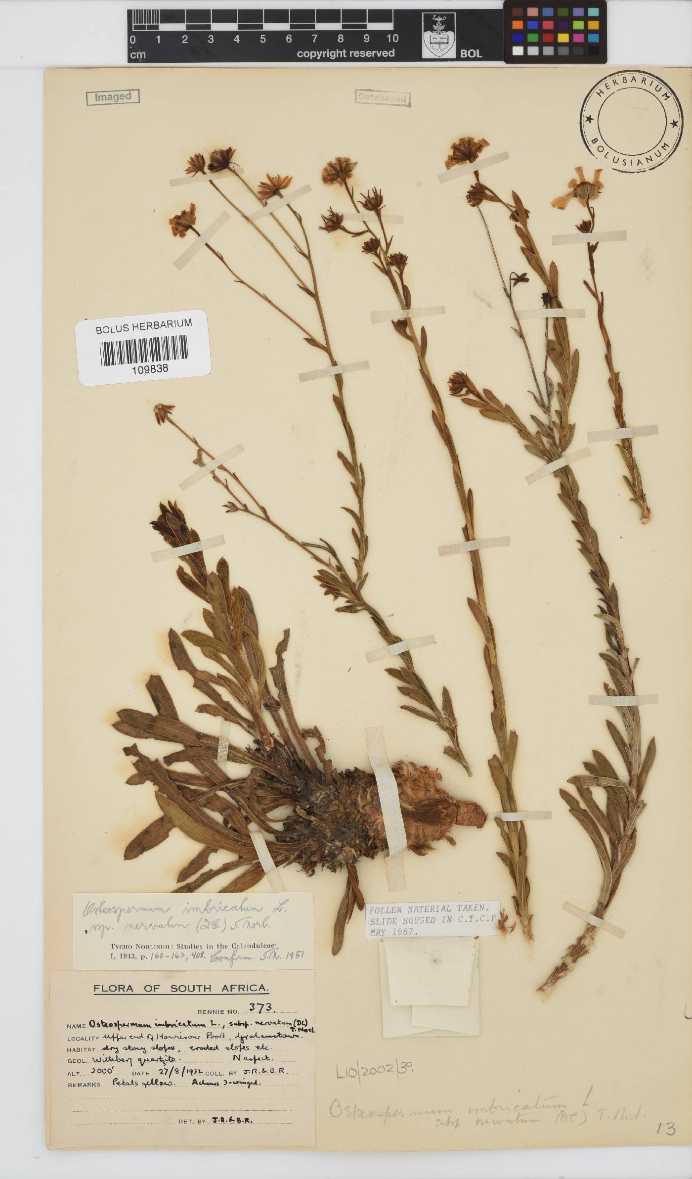 Osteospermum imbricatum image