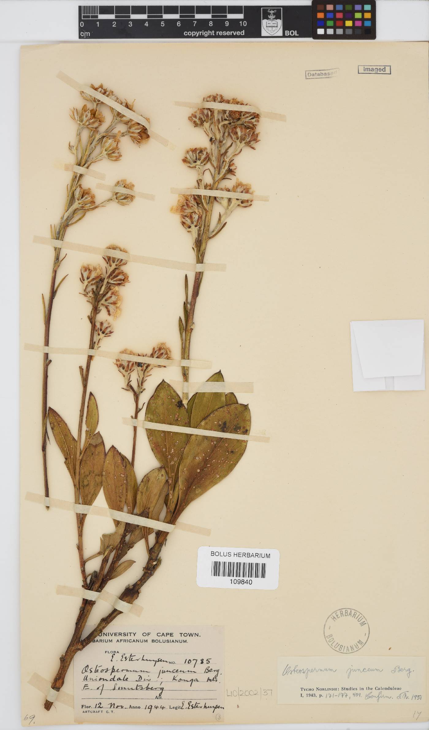 Osteospermum junceum image