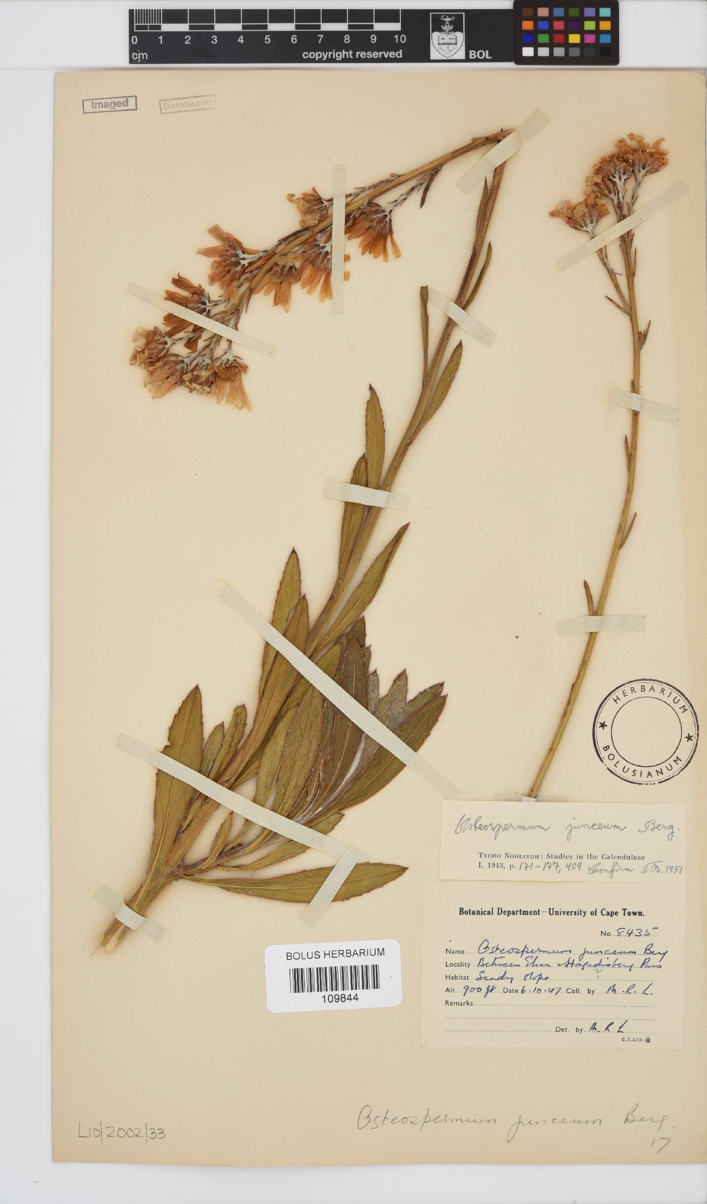 Osteospermum junceum image