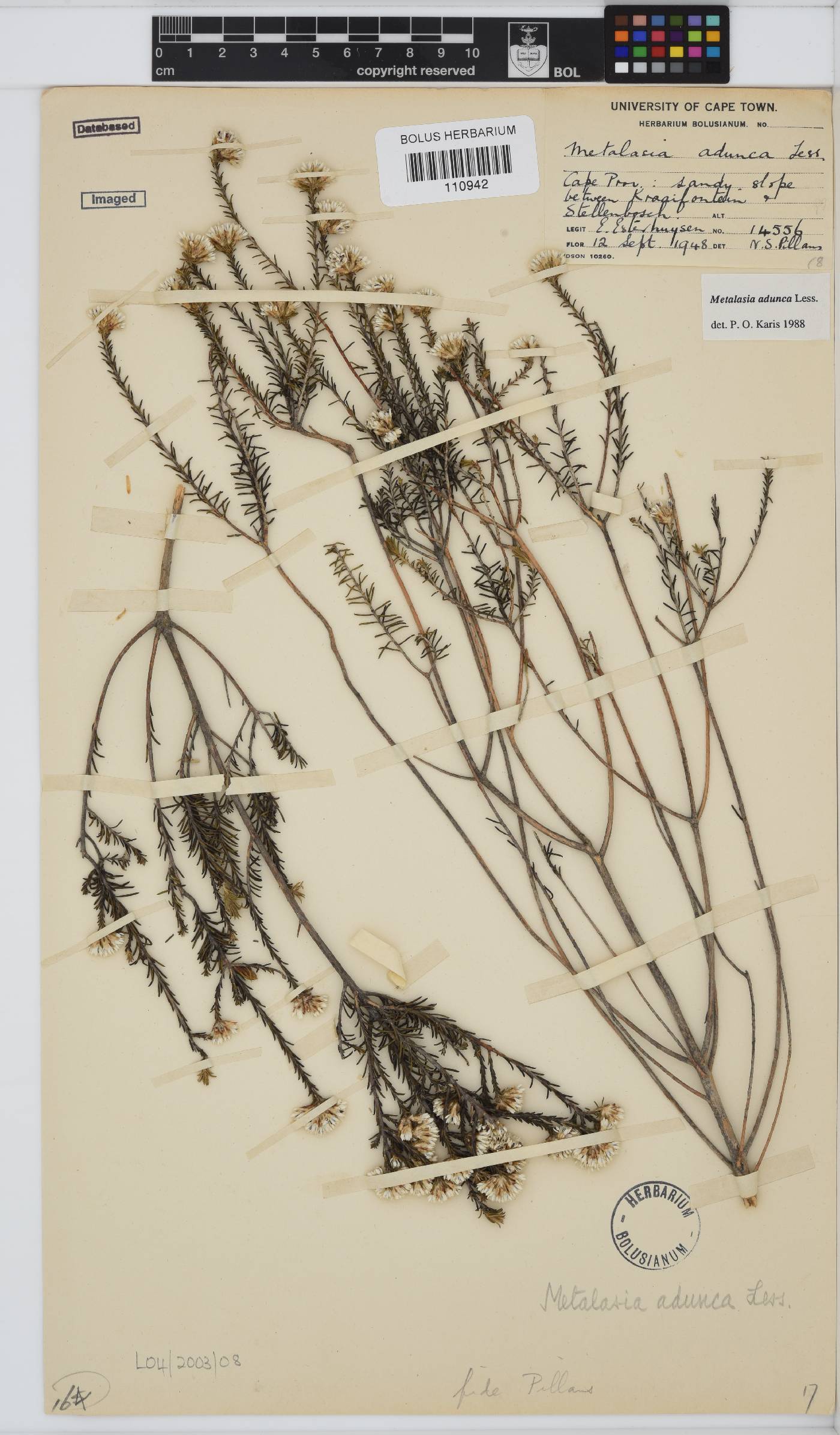 Metalasia adunca image