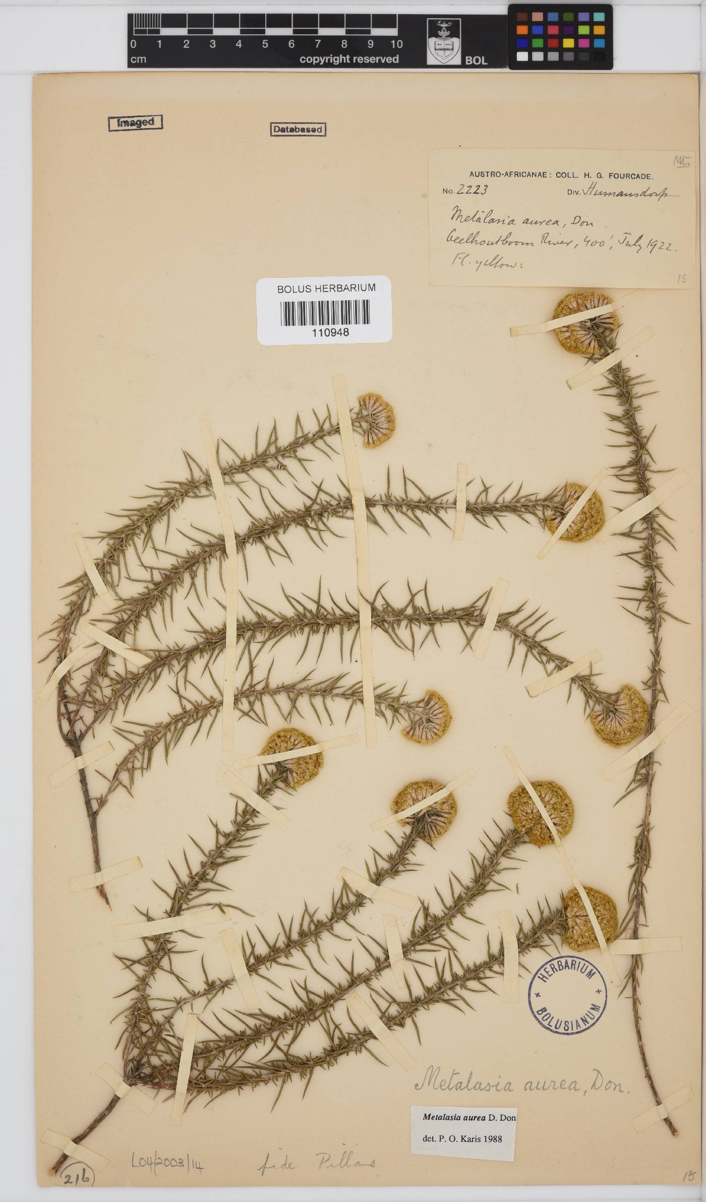 Metalasia aurea image