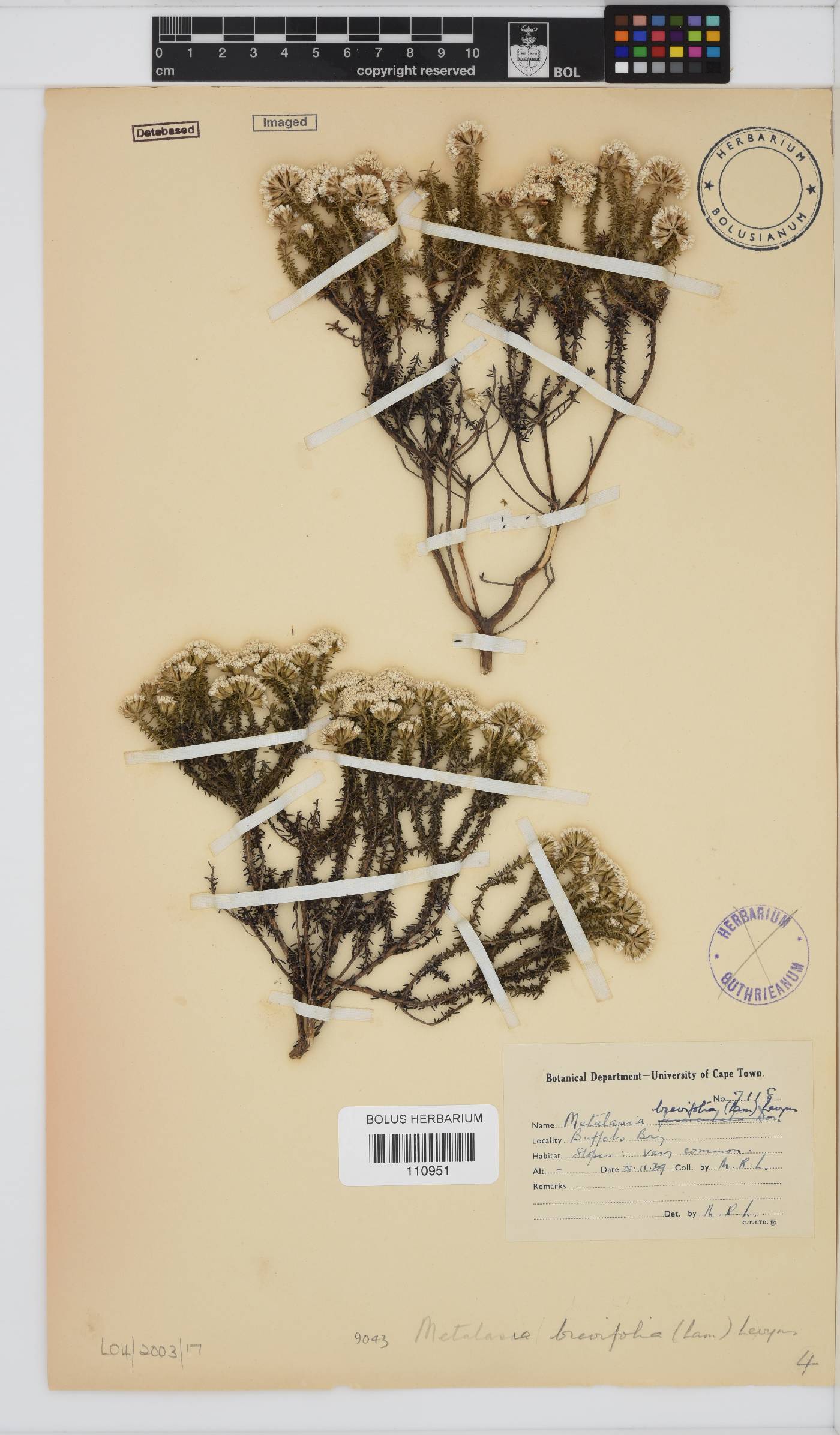 Metalasia brevifolia image