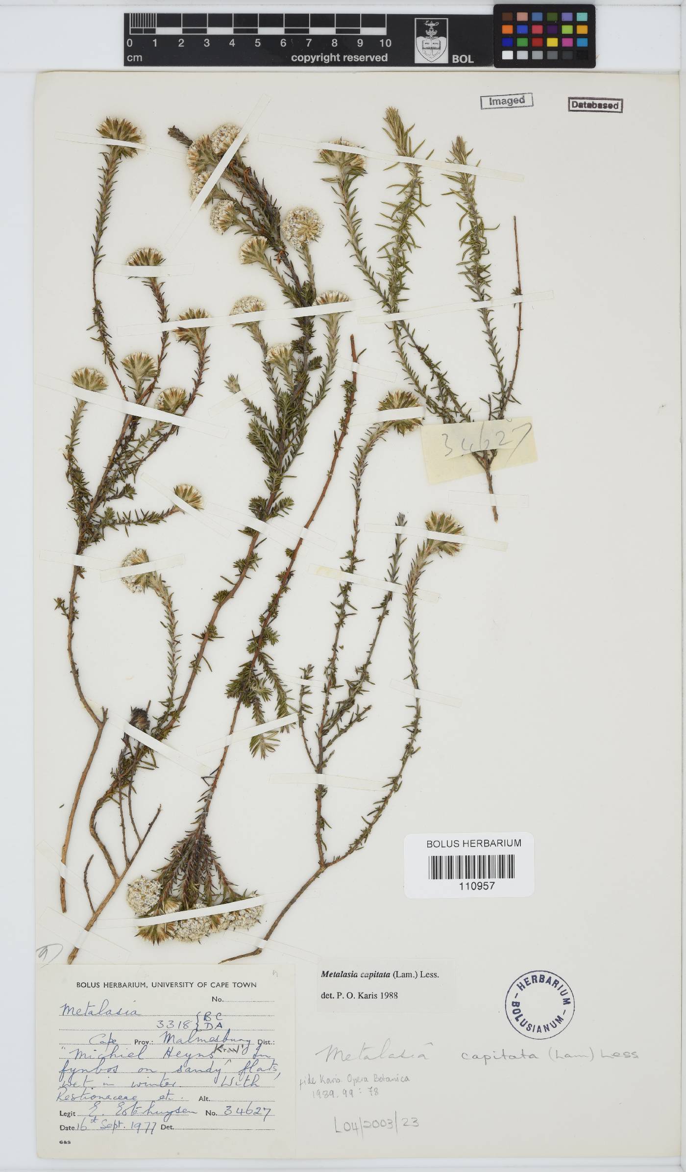 Metalasia capitata image