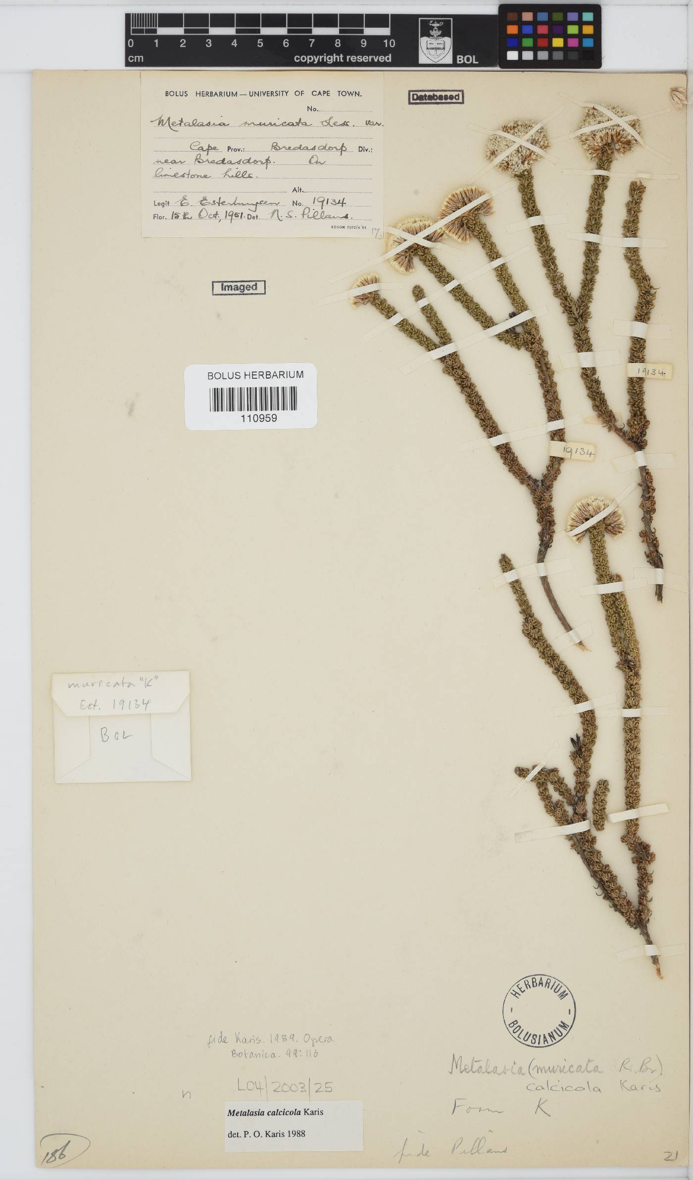 Metalasia calcicola image