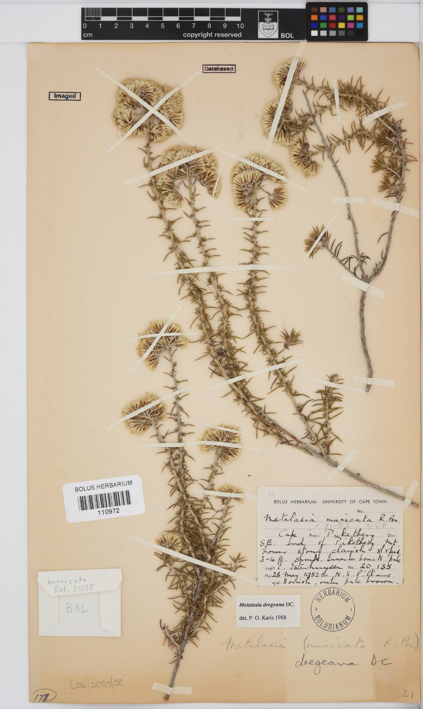 Metalasia dregeana image