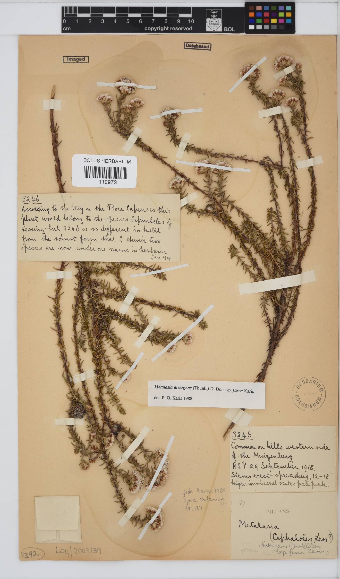 Metalasia divergens subsp. fusca image