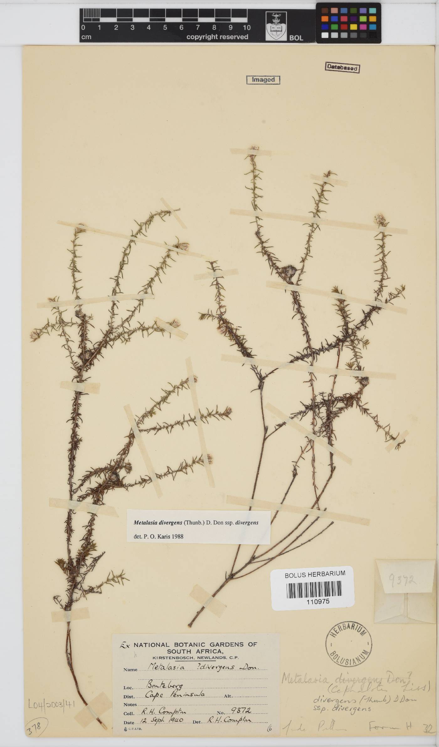 Metalasia divergens subsp. divergens image