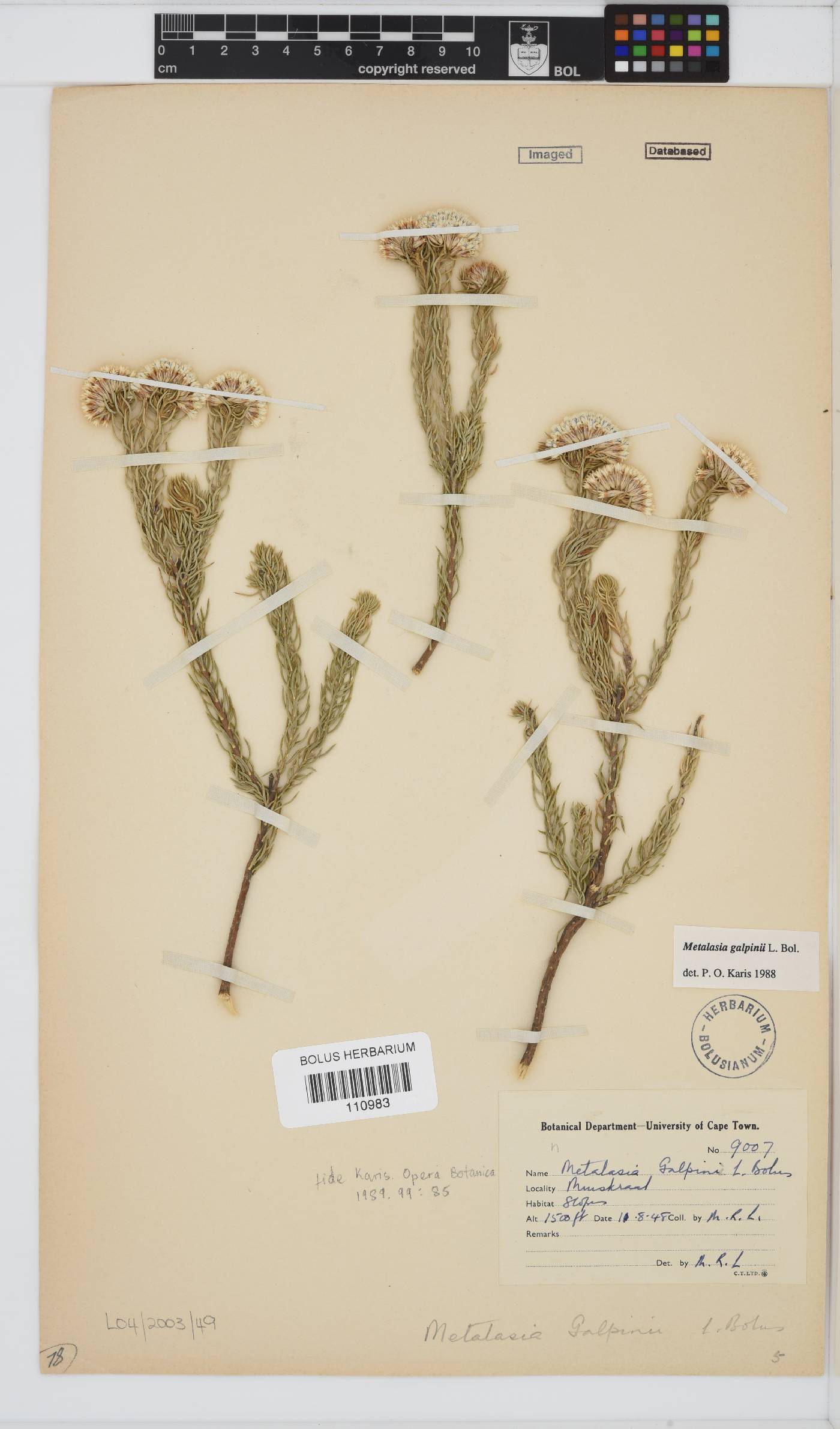 Metalasia galpinii image