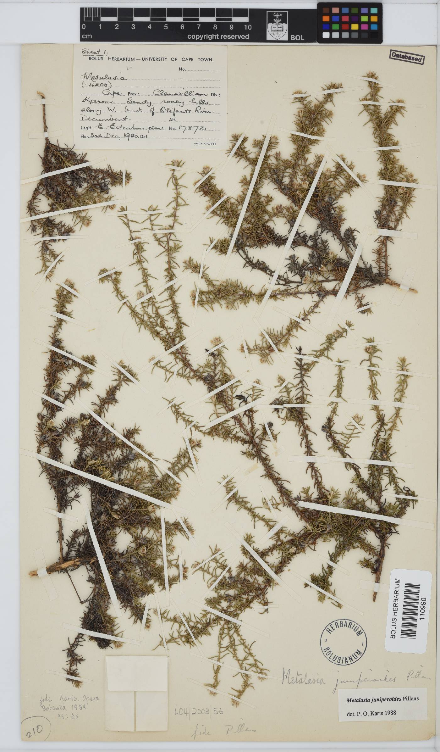 Metalasia juniperoides image