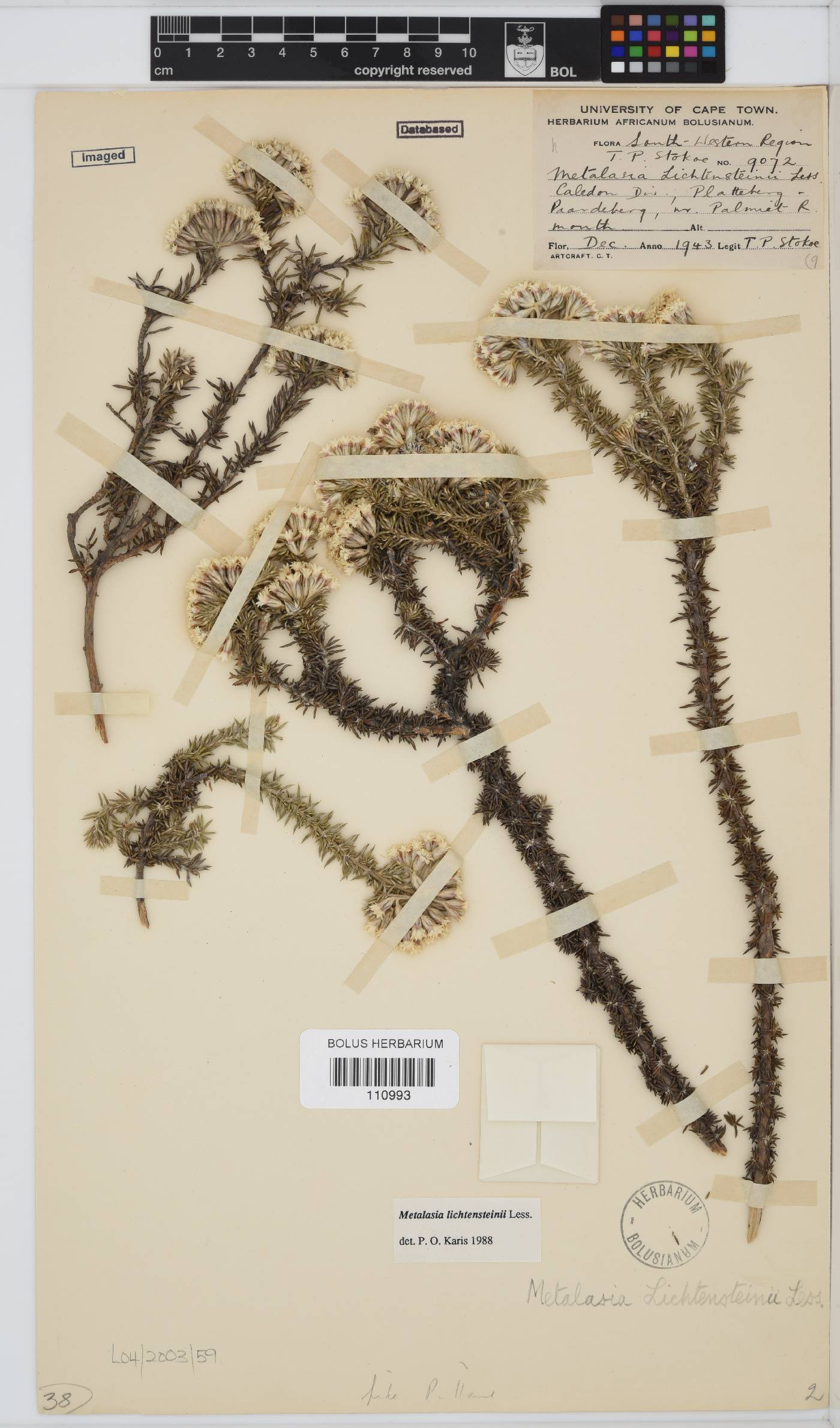 Metalasia lichtensteinii image