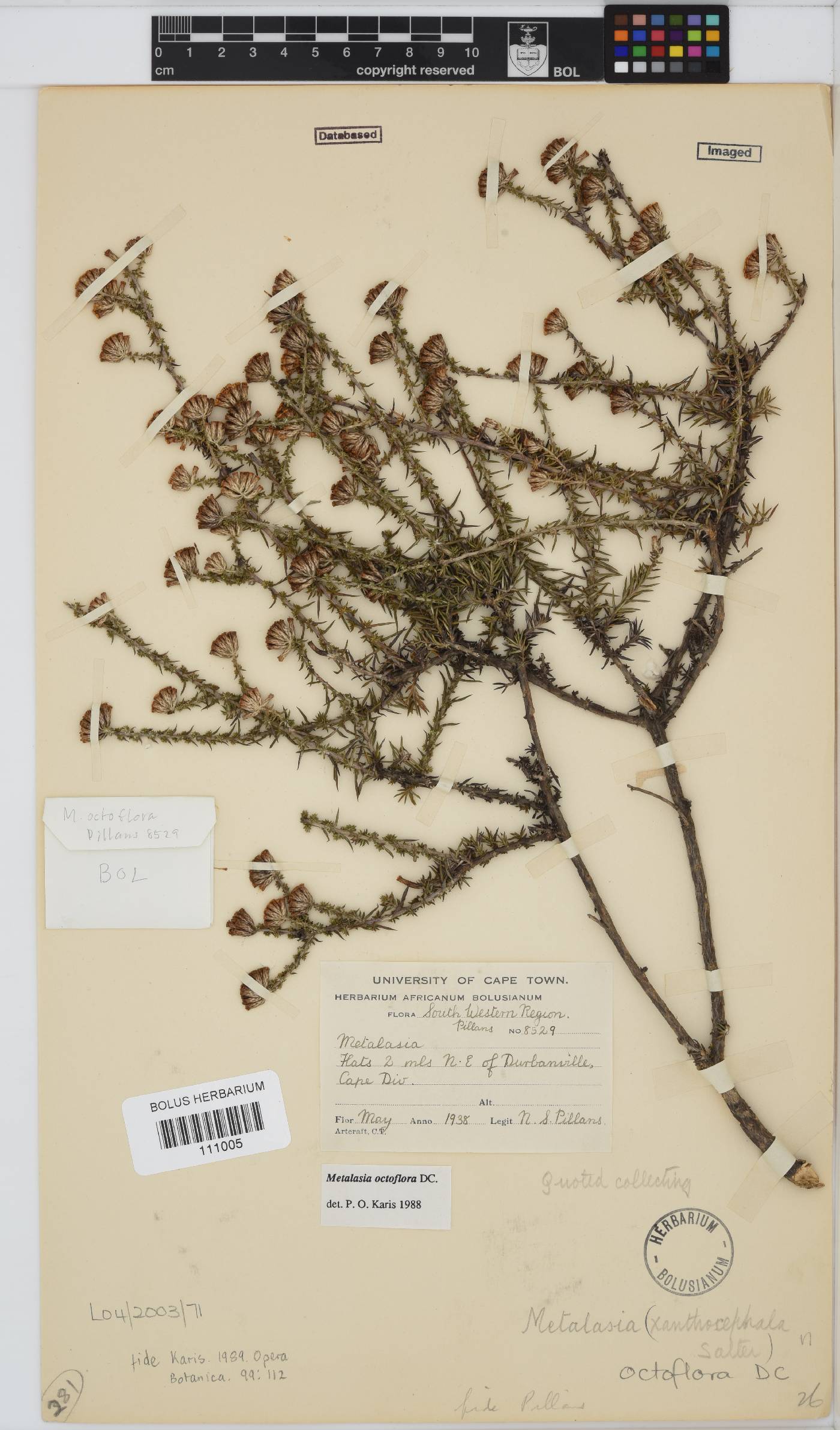 Metalasia octoflora image