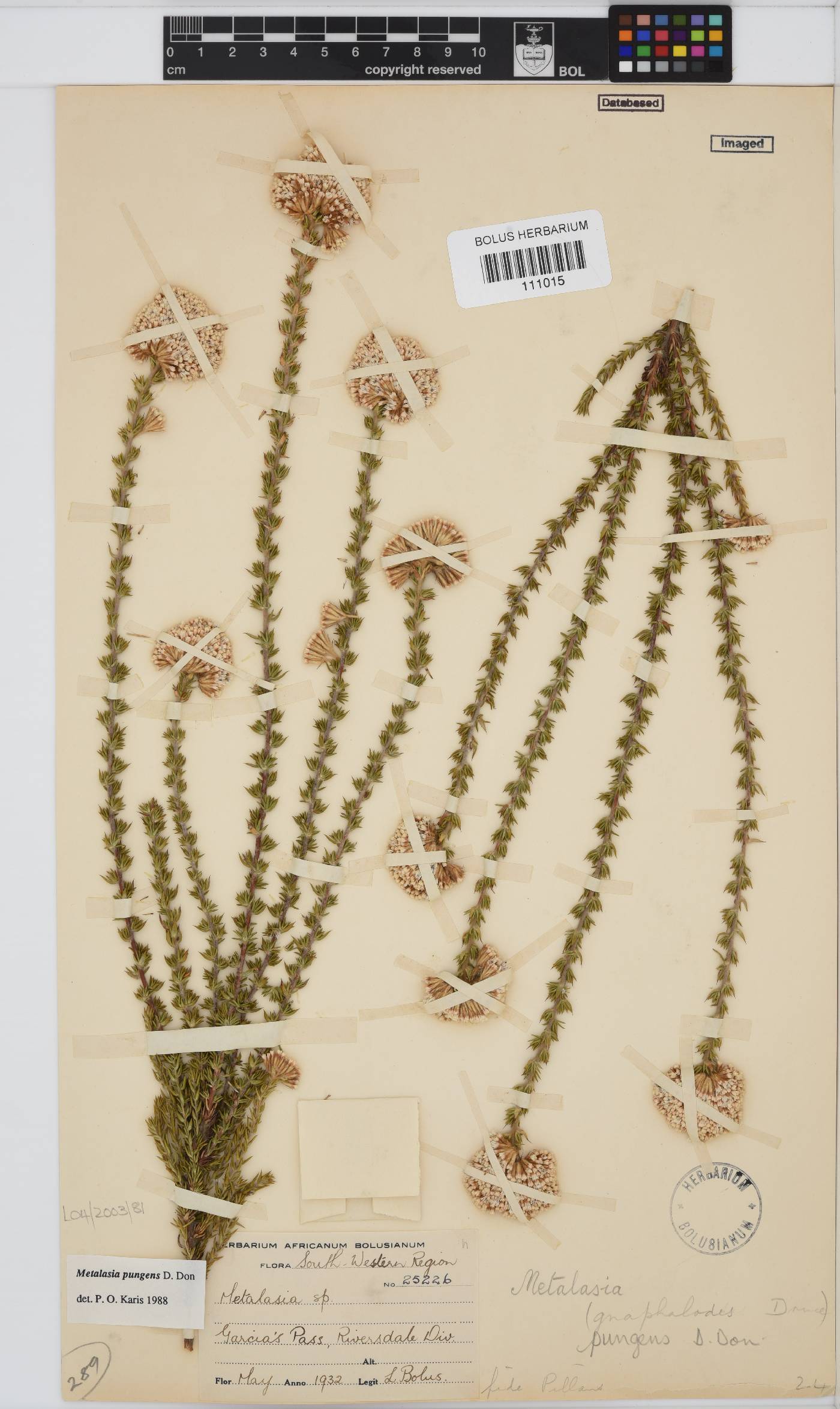 Metalasia pungens image