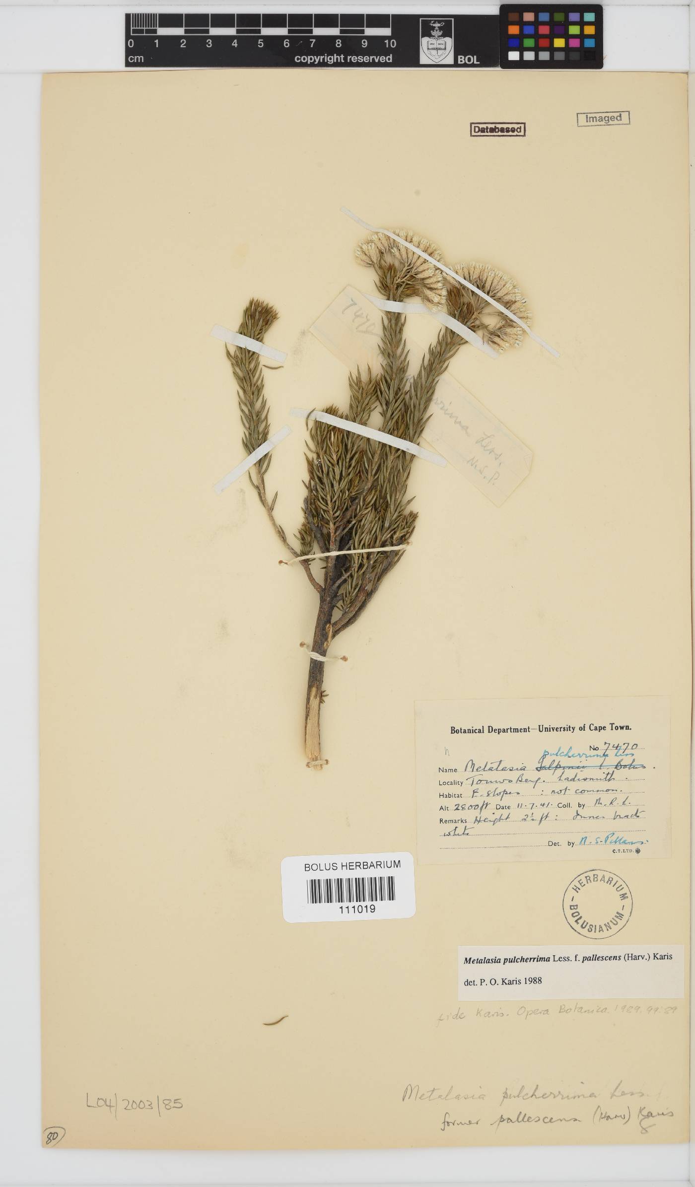 Metalasia pulcherrima image