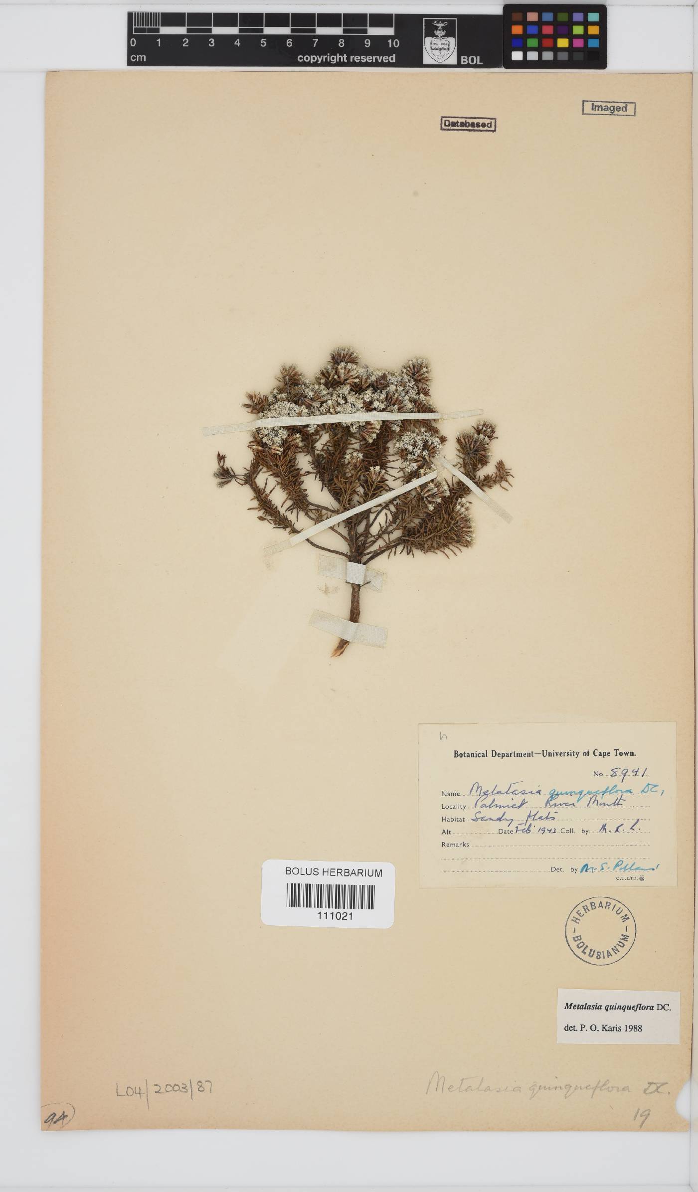 Metalasia quinqueflora image