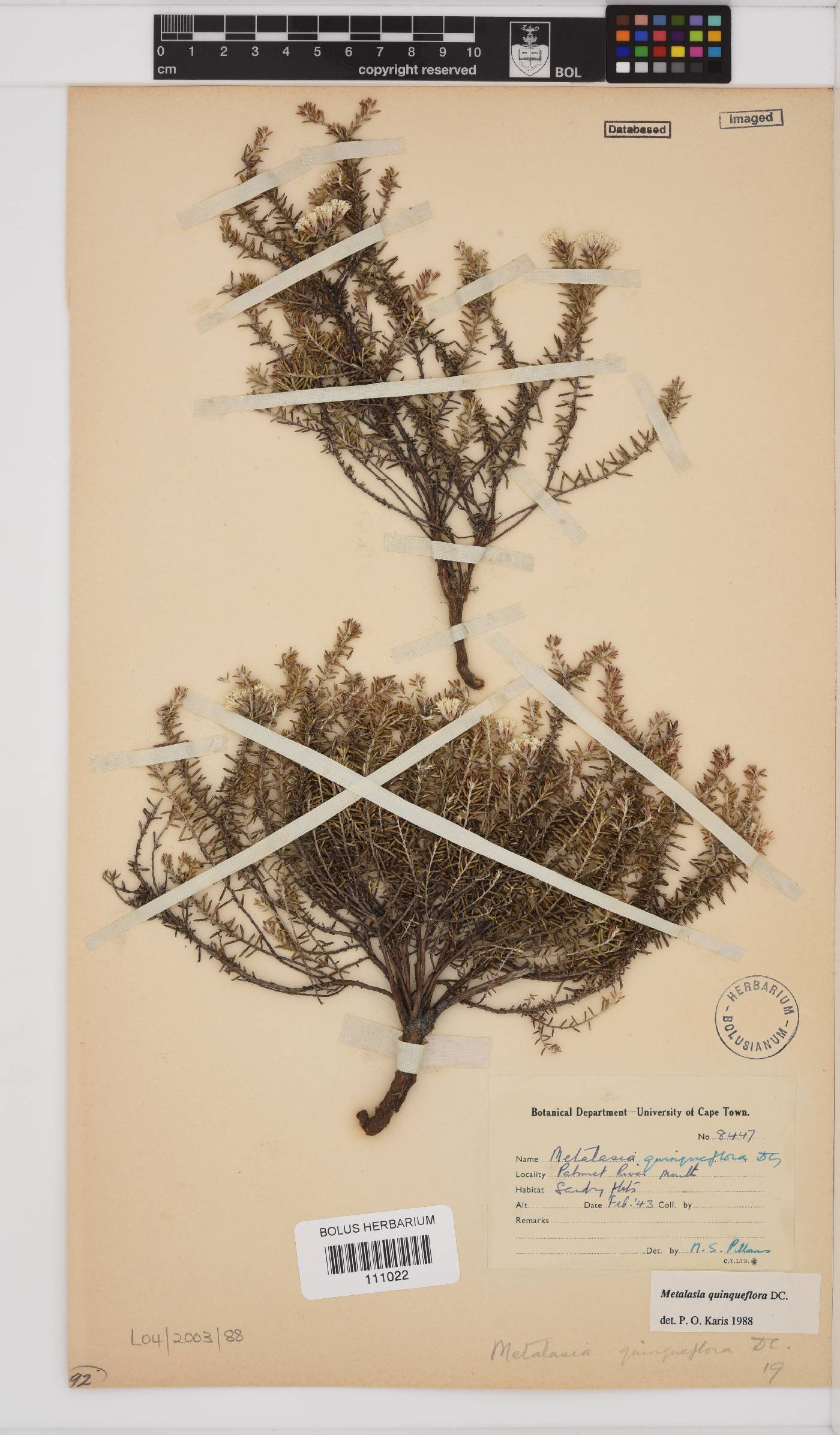 Metalasia quinqueflora image
