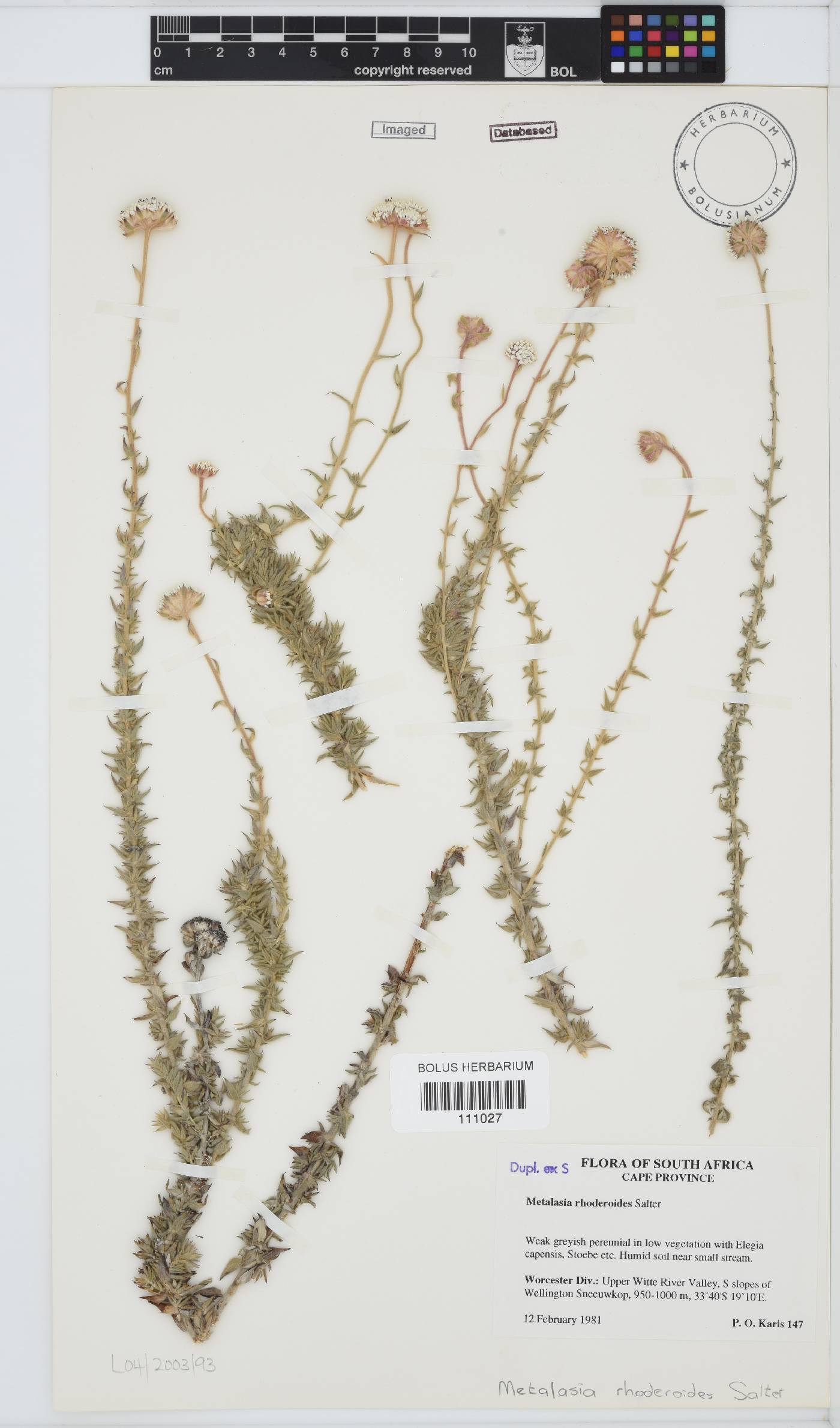 Metalasia rhoderoides image