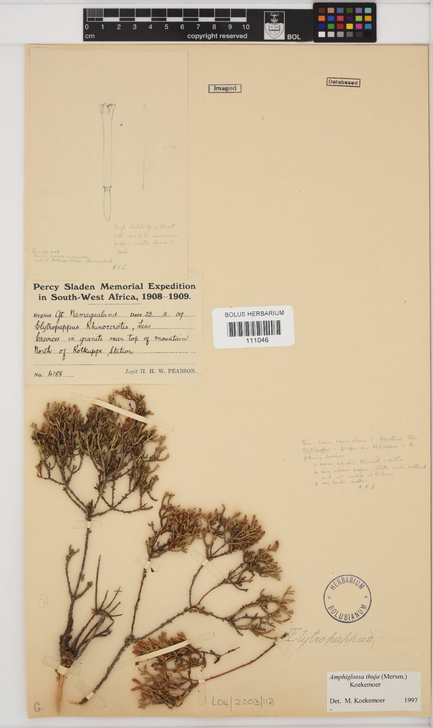 Amphiglossa thuja image