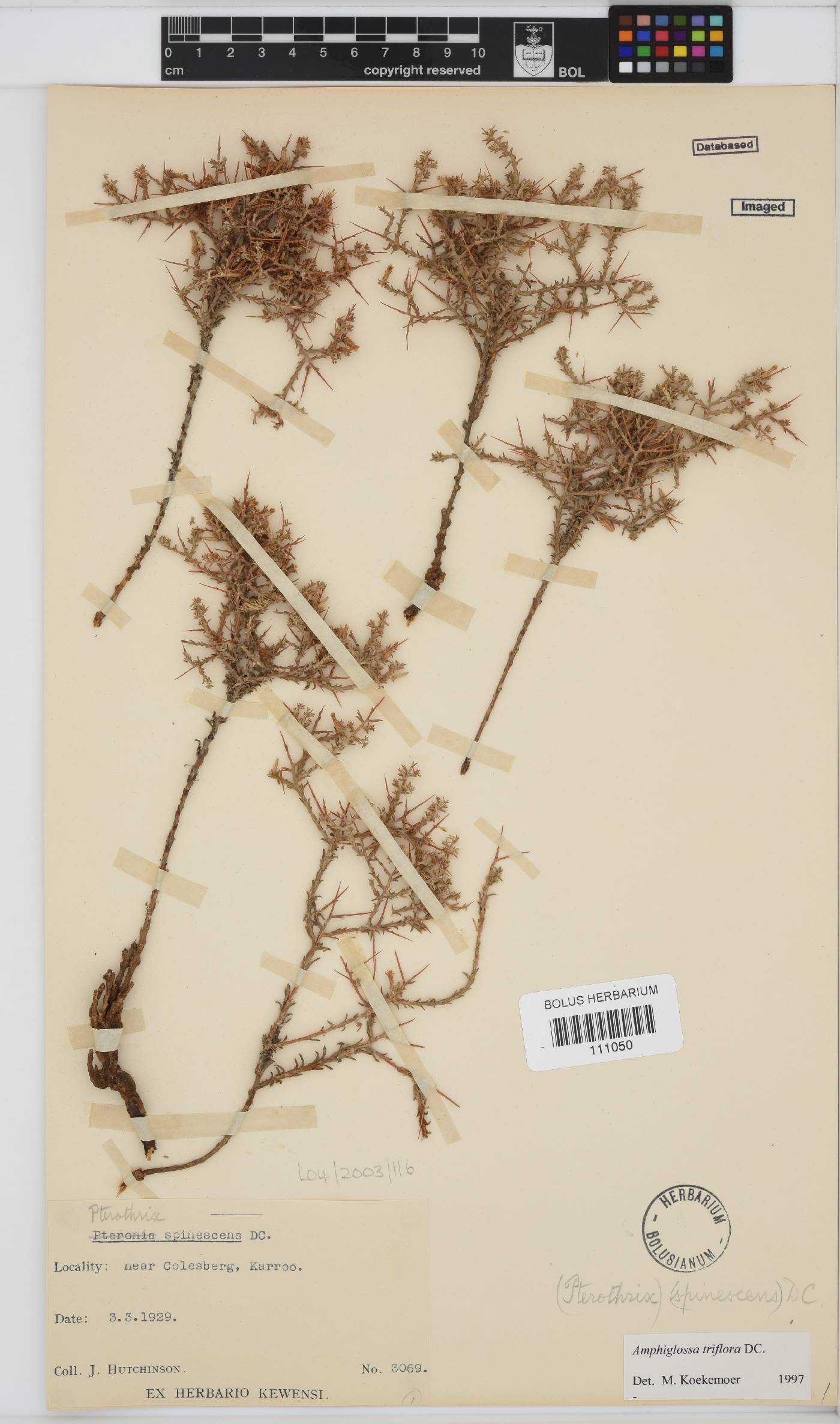 Amphiglossa triflora image