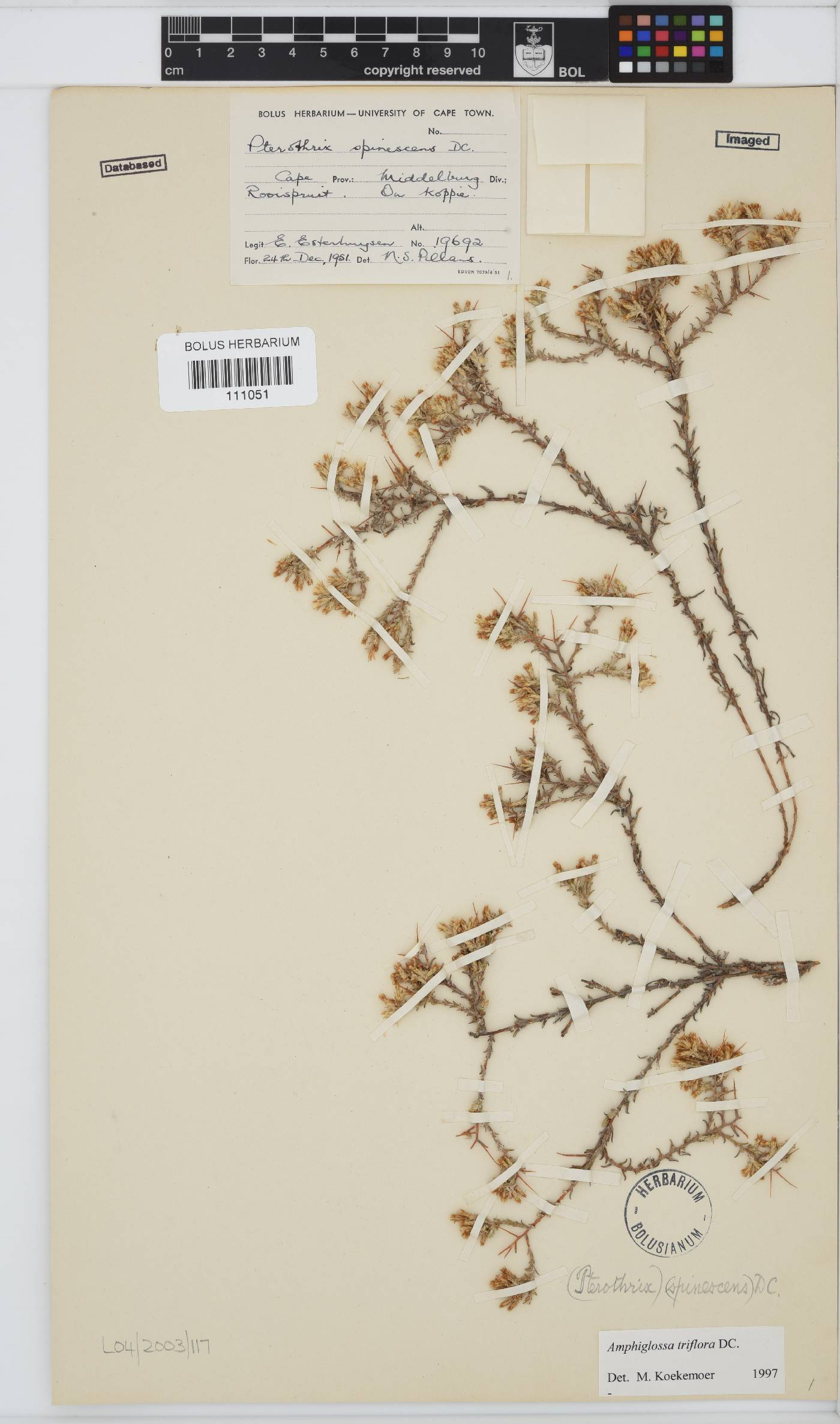 Amphiglossa triflora image