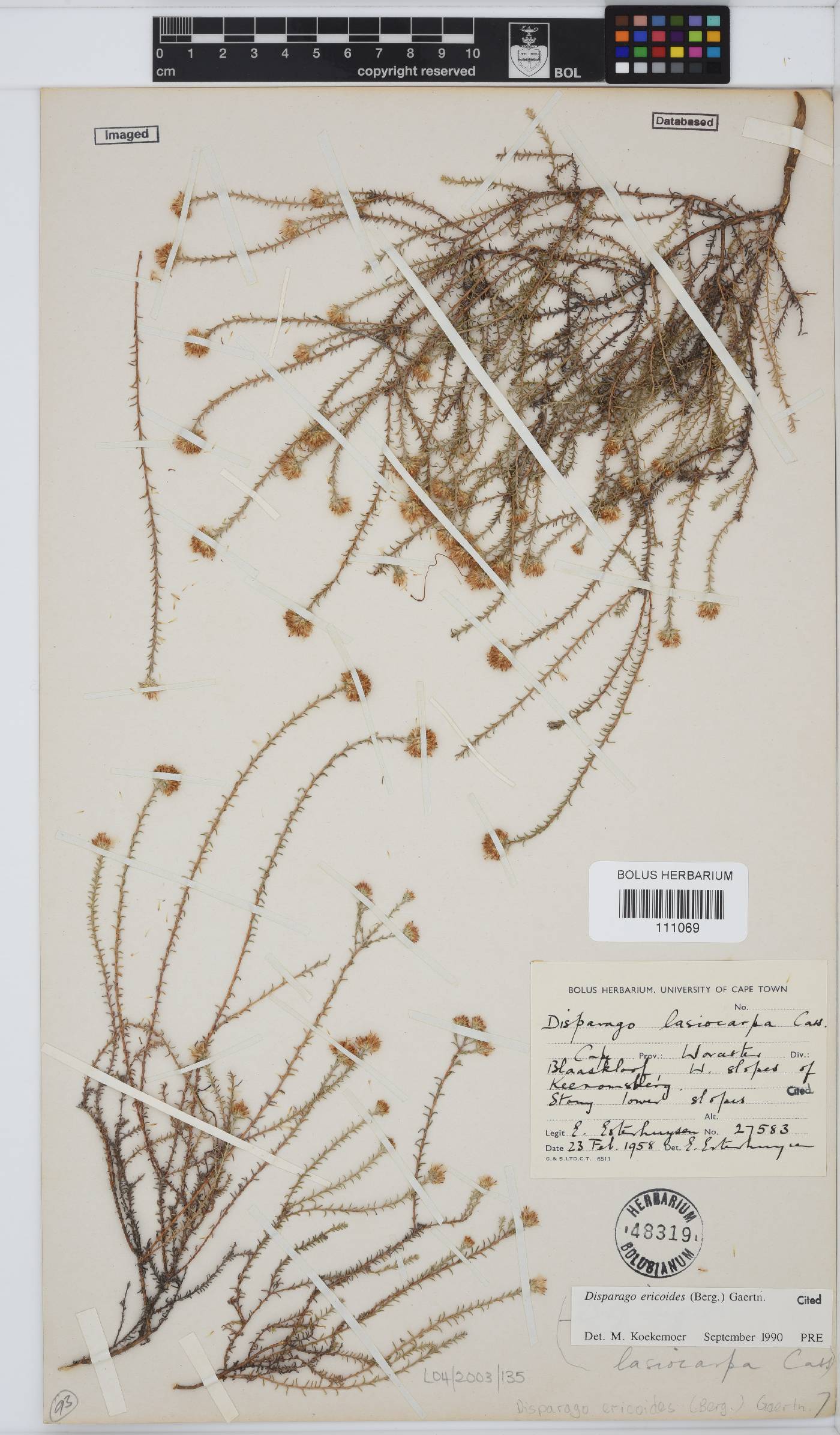 Disparago ericoides image
